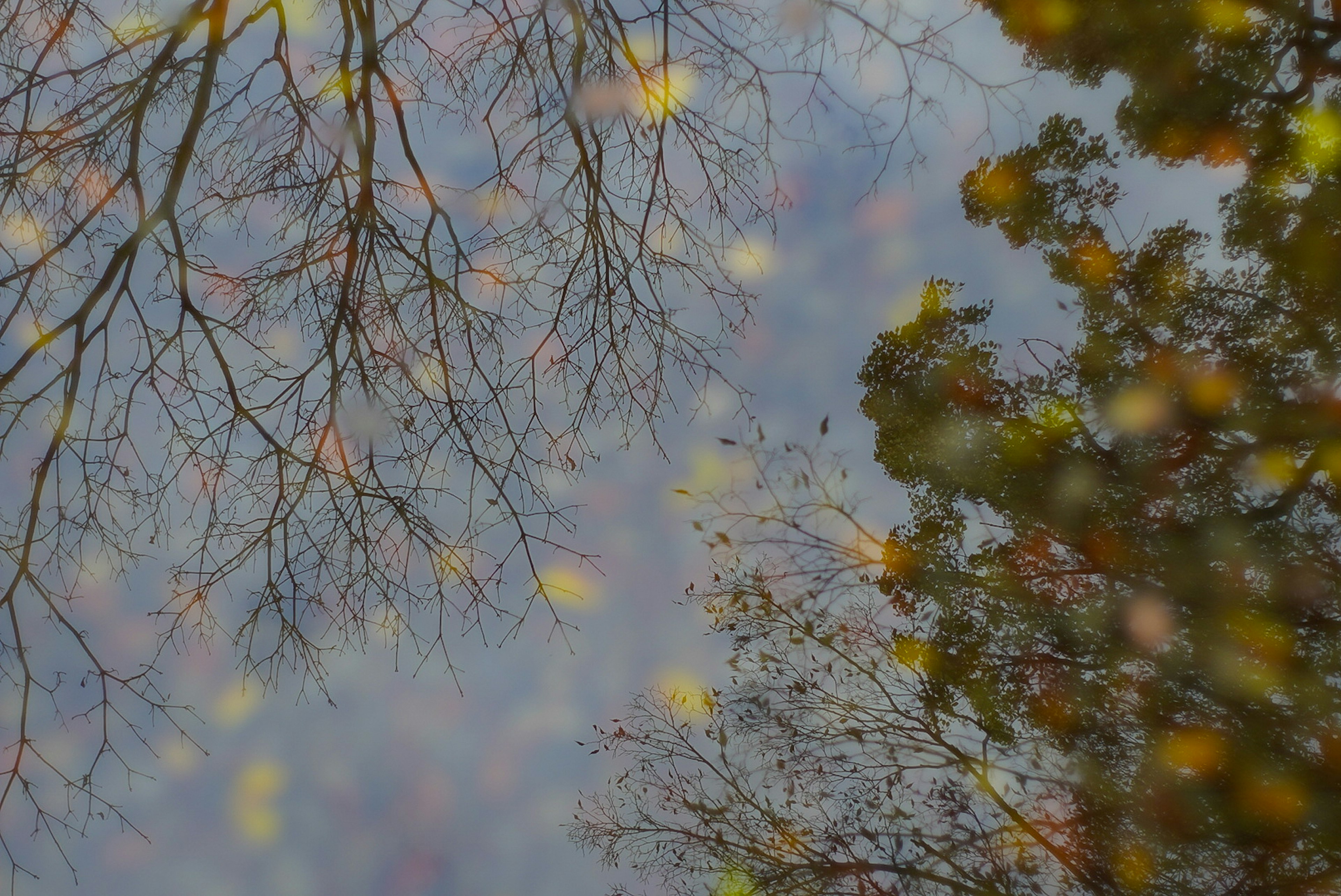 Reflection of autumn trees and fallen leaves on water surface