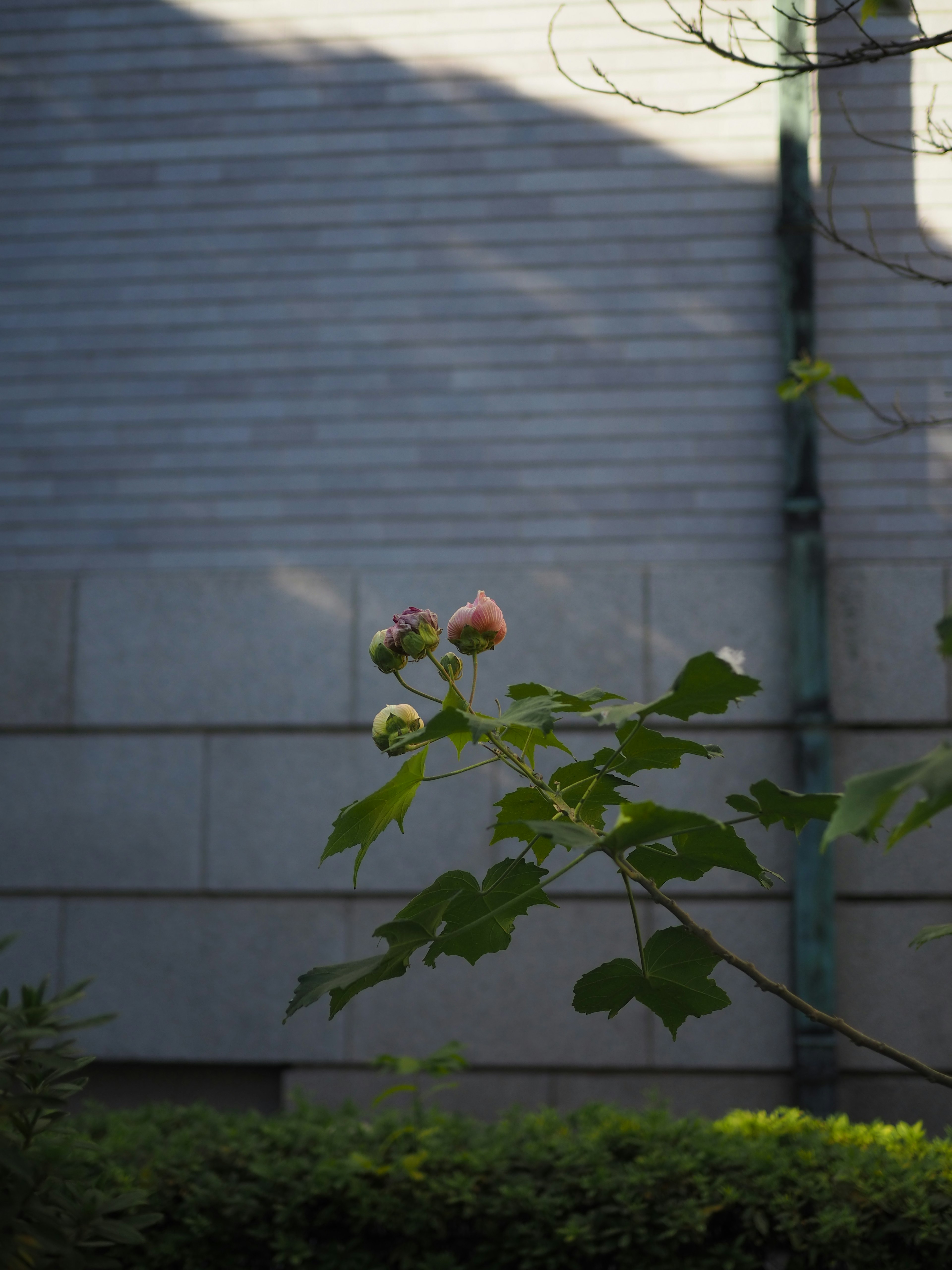 Une plante avec des feuilles vertes et des bourgeons devant un mur en béton