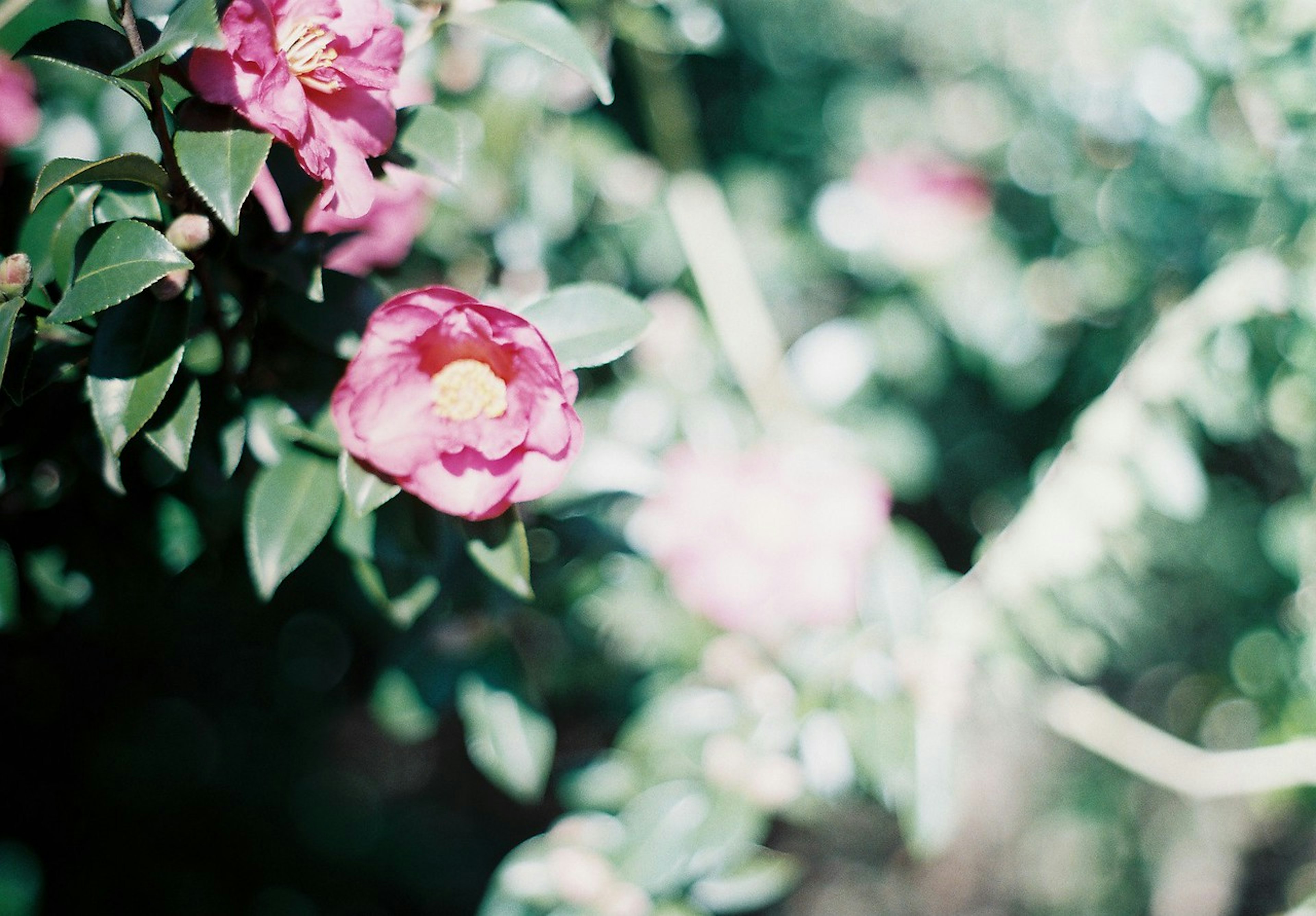 Rosa Blumen blühen zwischen üppigem grünem Laub