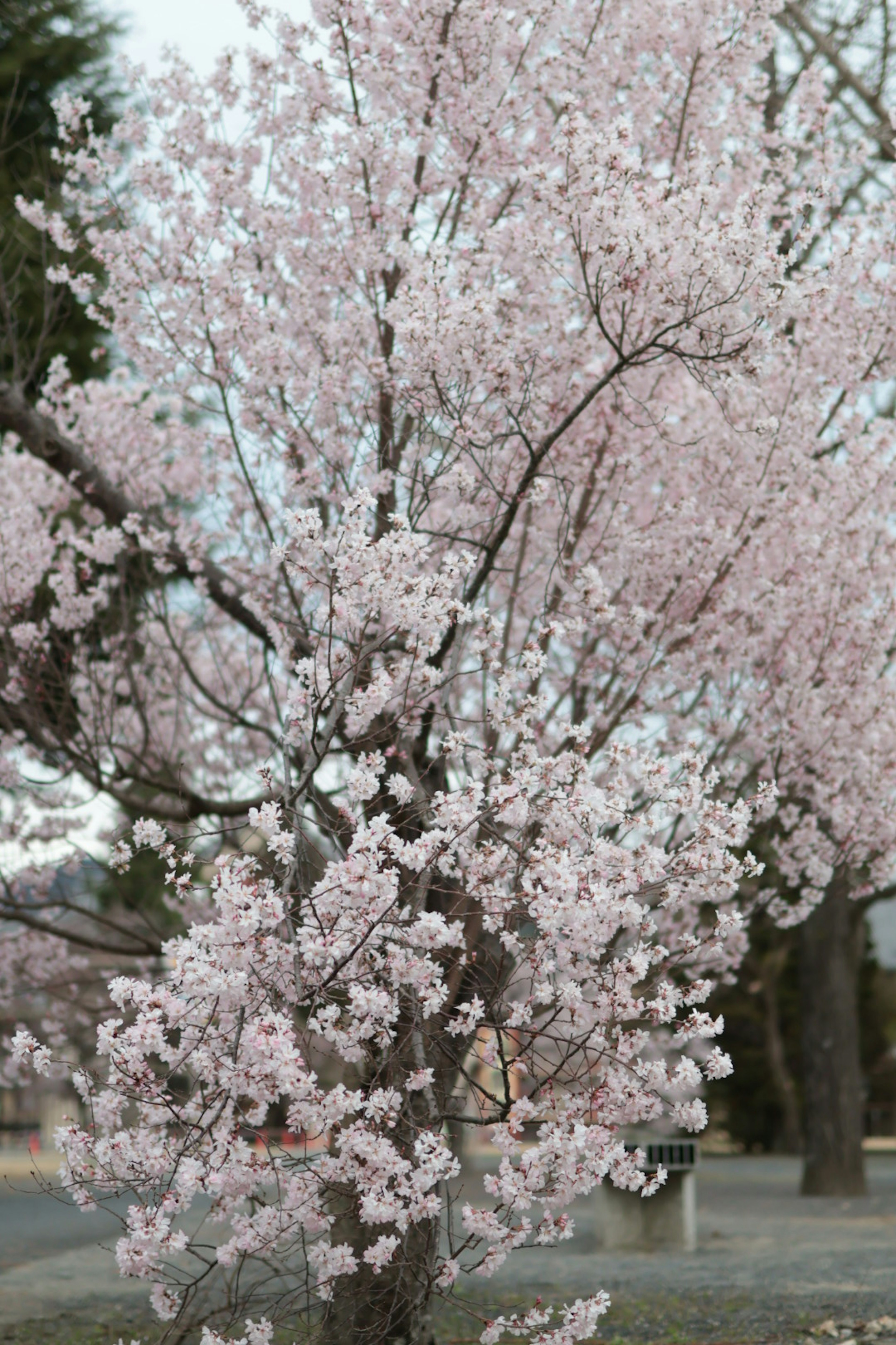 Pohon sakura yang berbunga dengan bunga merah muda lembut yang mekar penuh