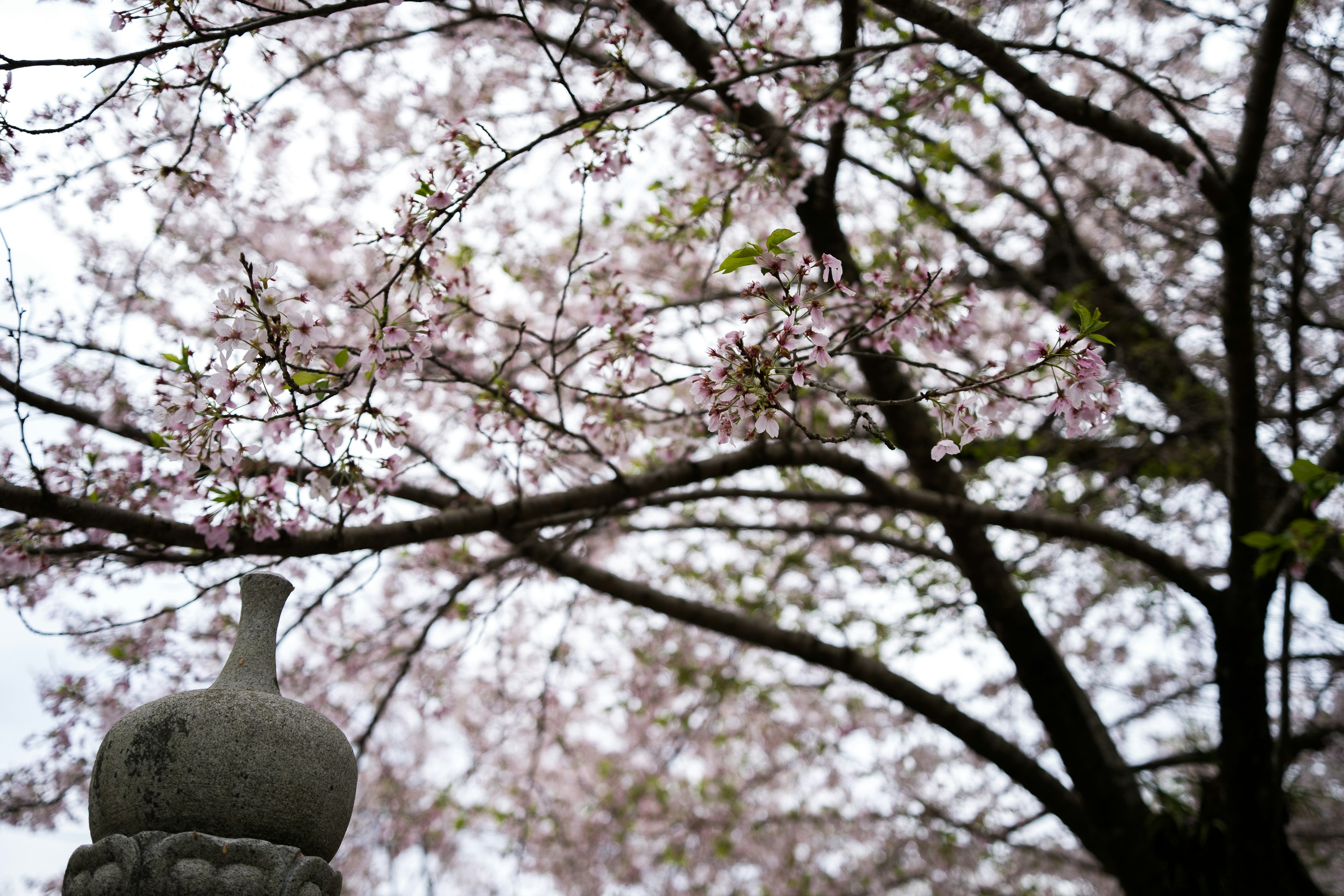 Image of a ceramic vase beneath a cherry blossom tree