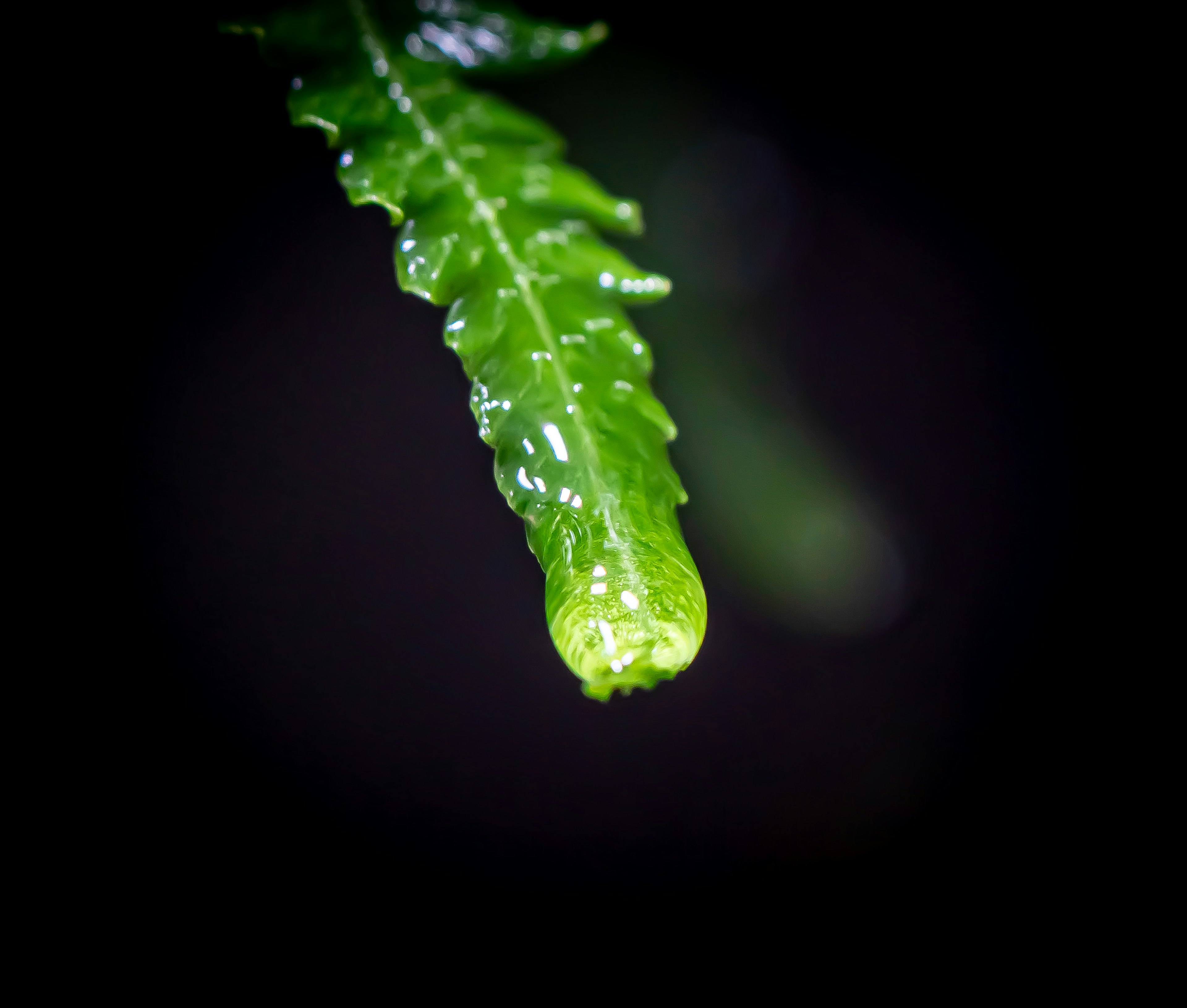 Close-up of a small green caterpillar on a leaf