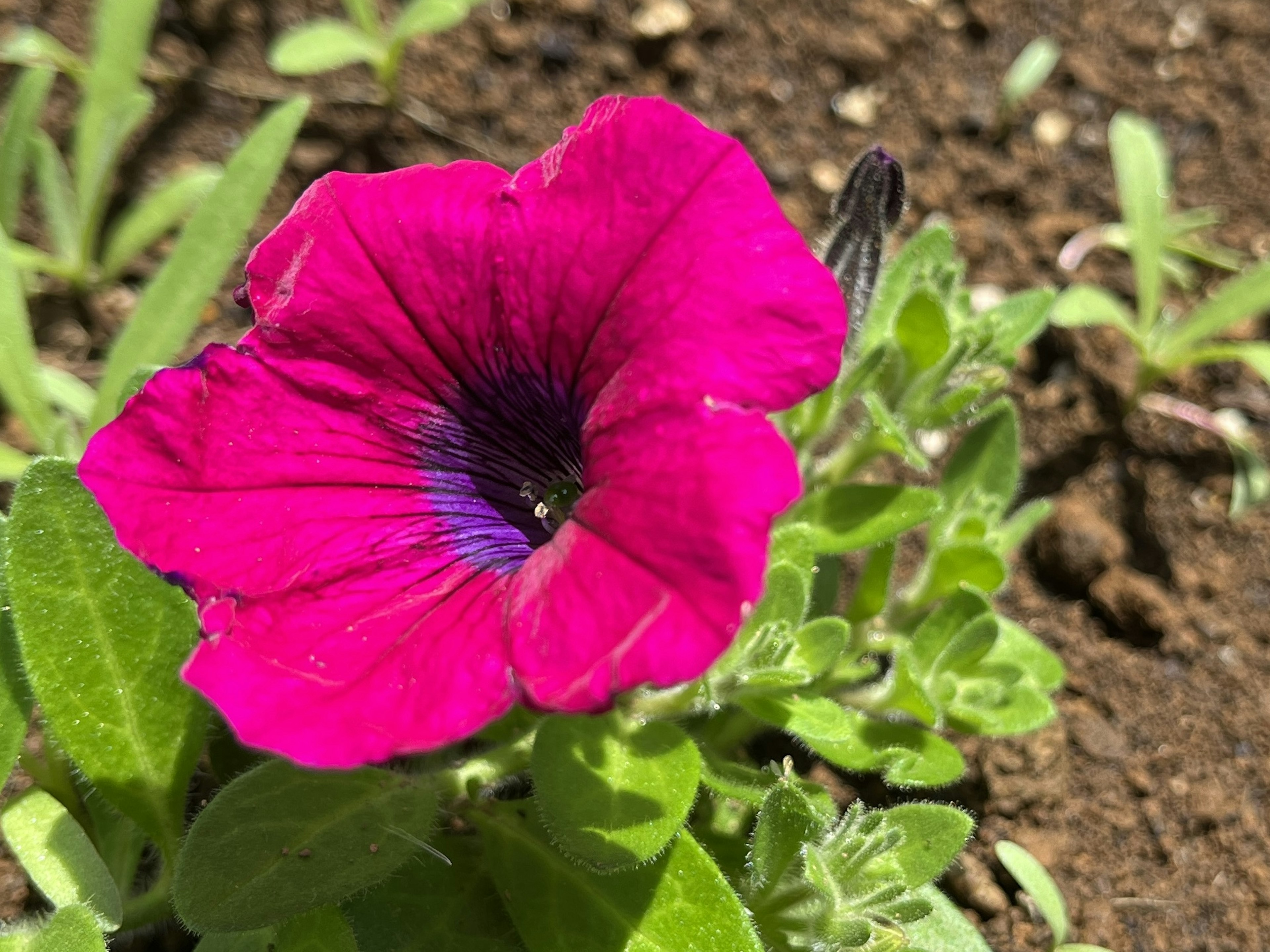 Fiore di petunia viola brillante che sboccia tra le foglie verdi