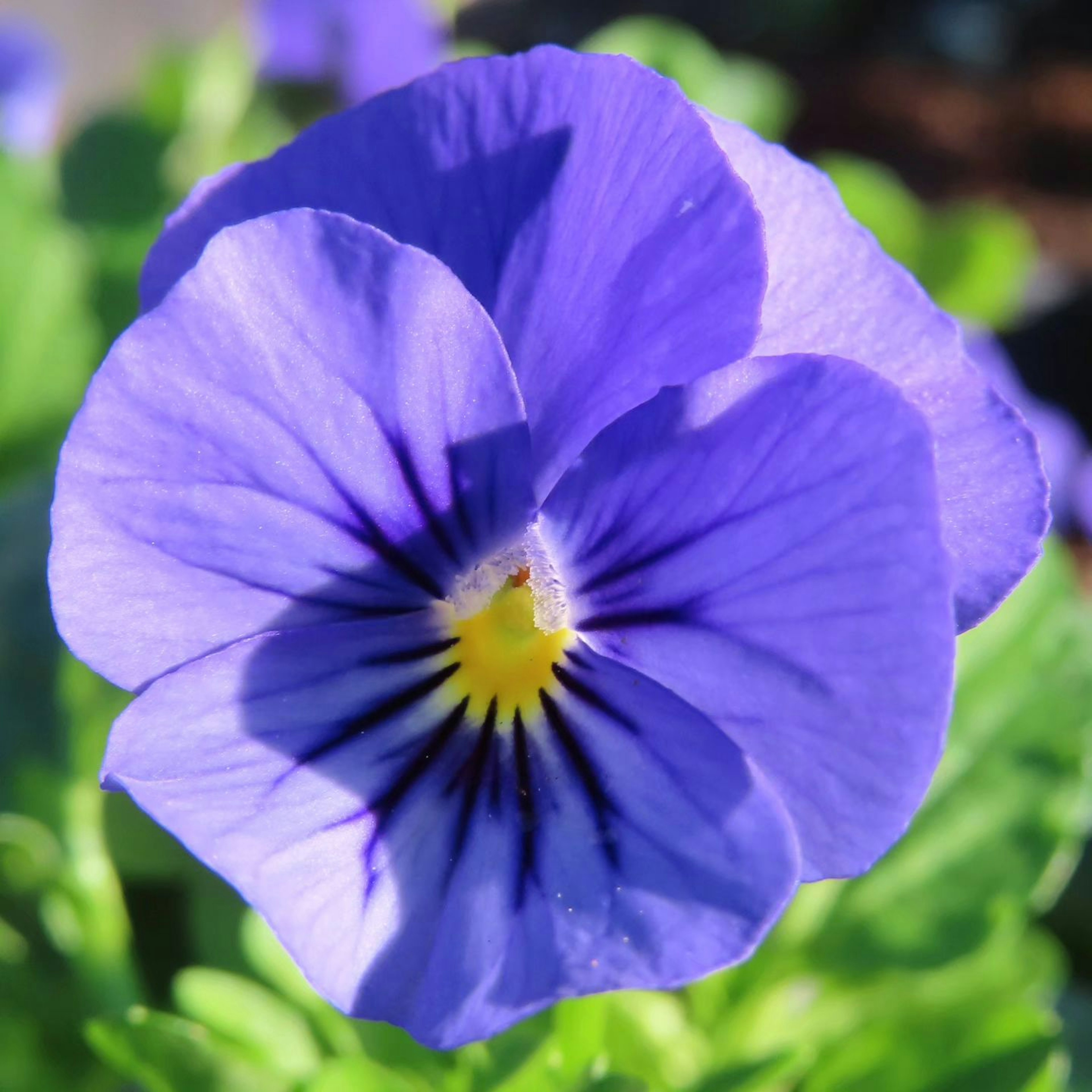 Close-up of a vibrant purple pansy flower