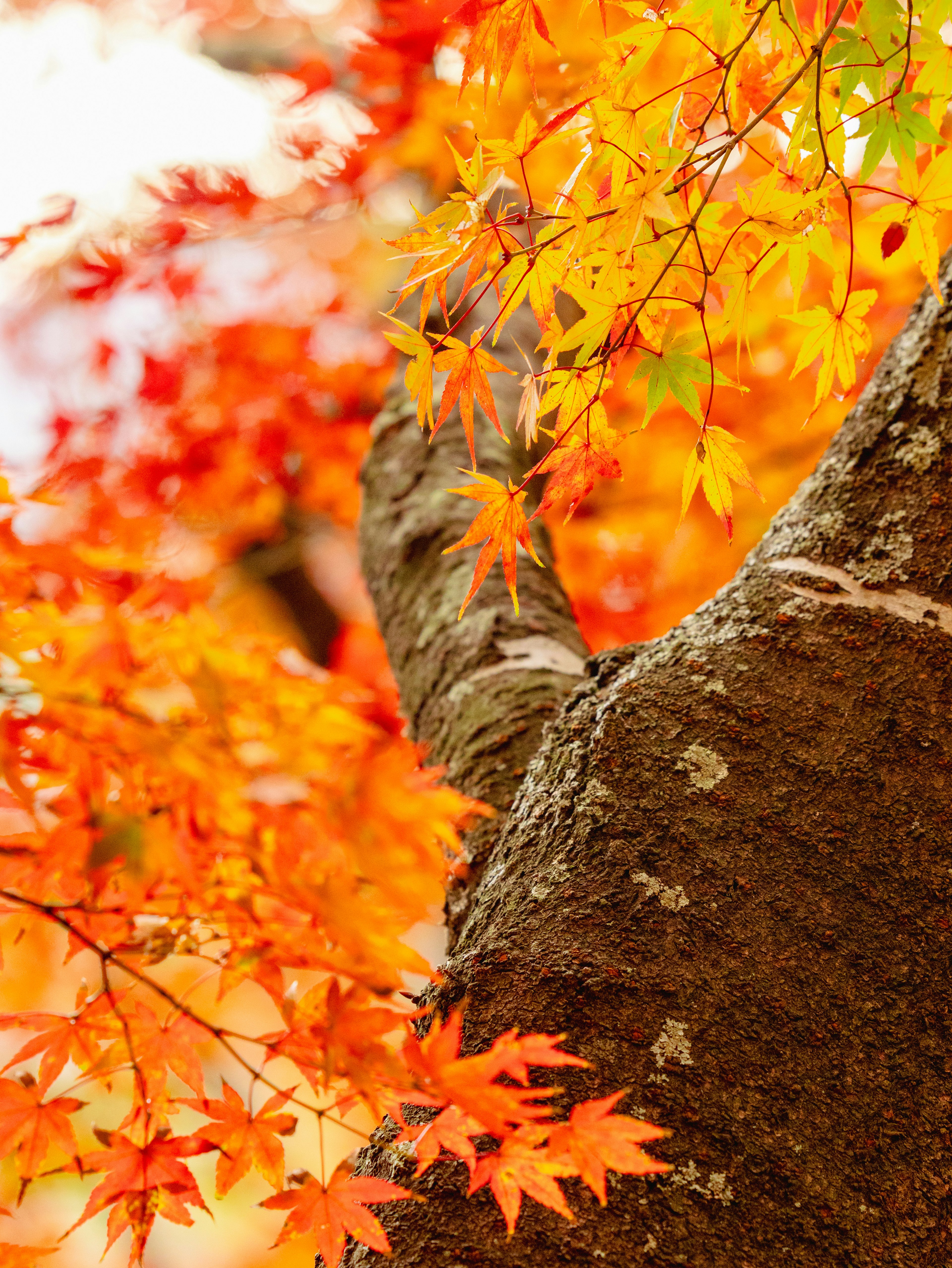 紅葉の美しい木の幹と鮮やかなオレンジや黄色の葉