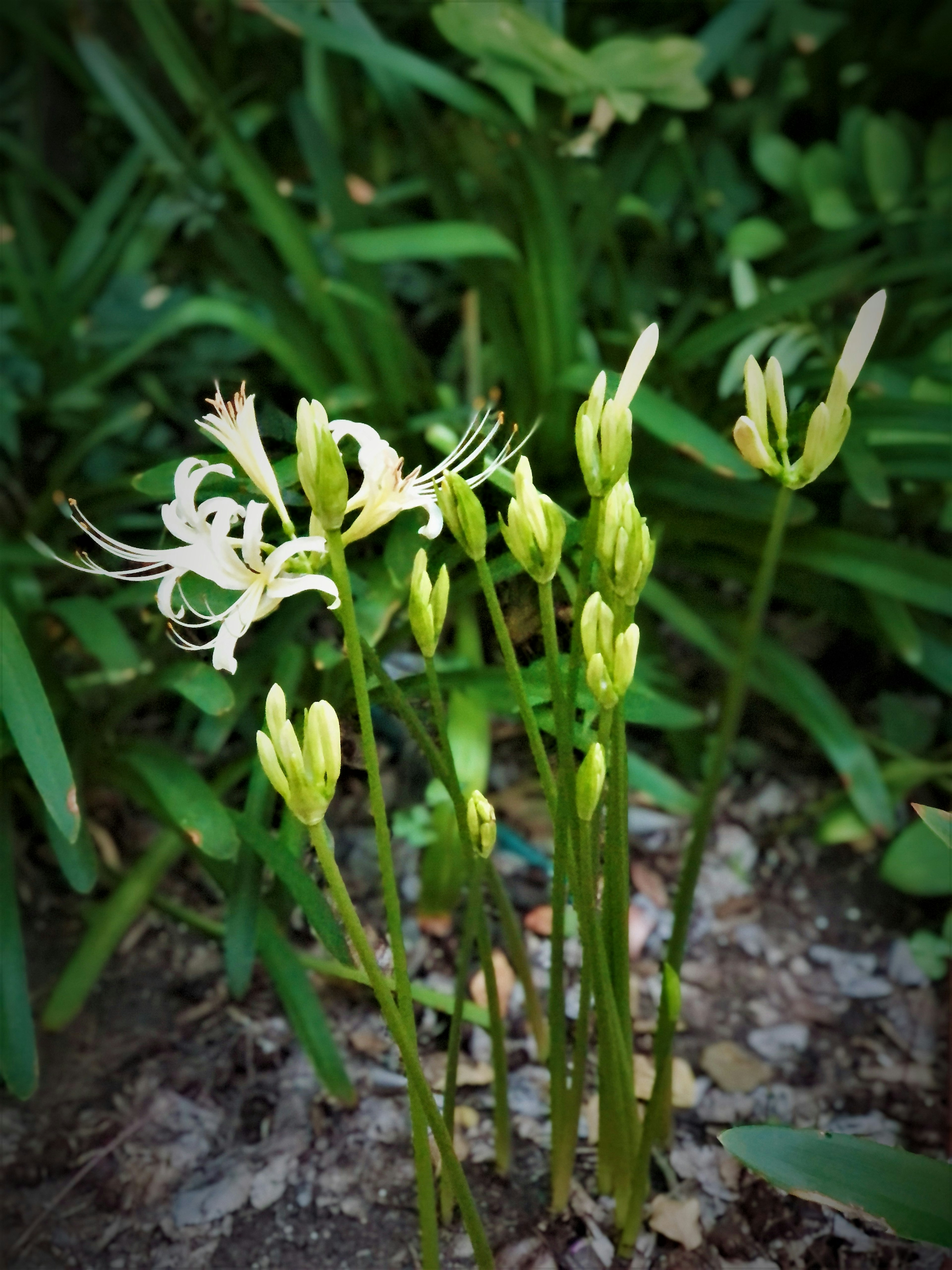 白い花と緑の葉が特徴的な植物の群生