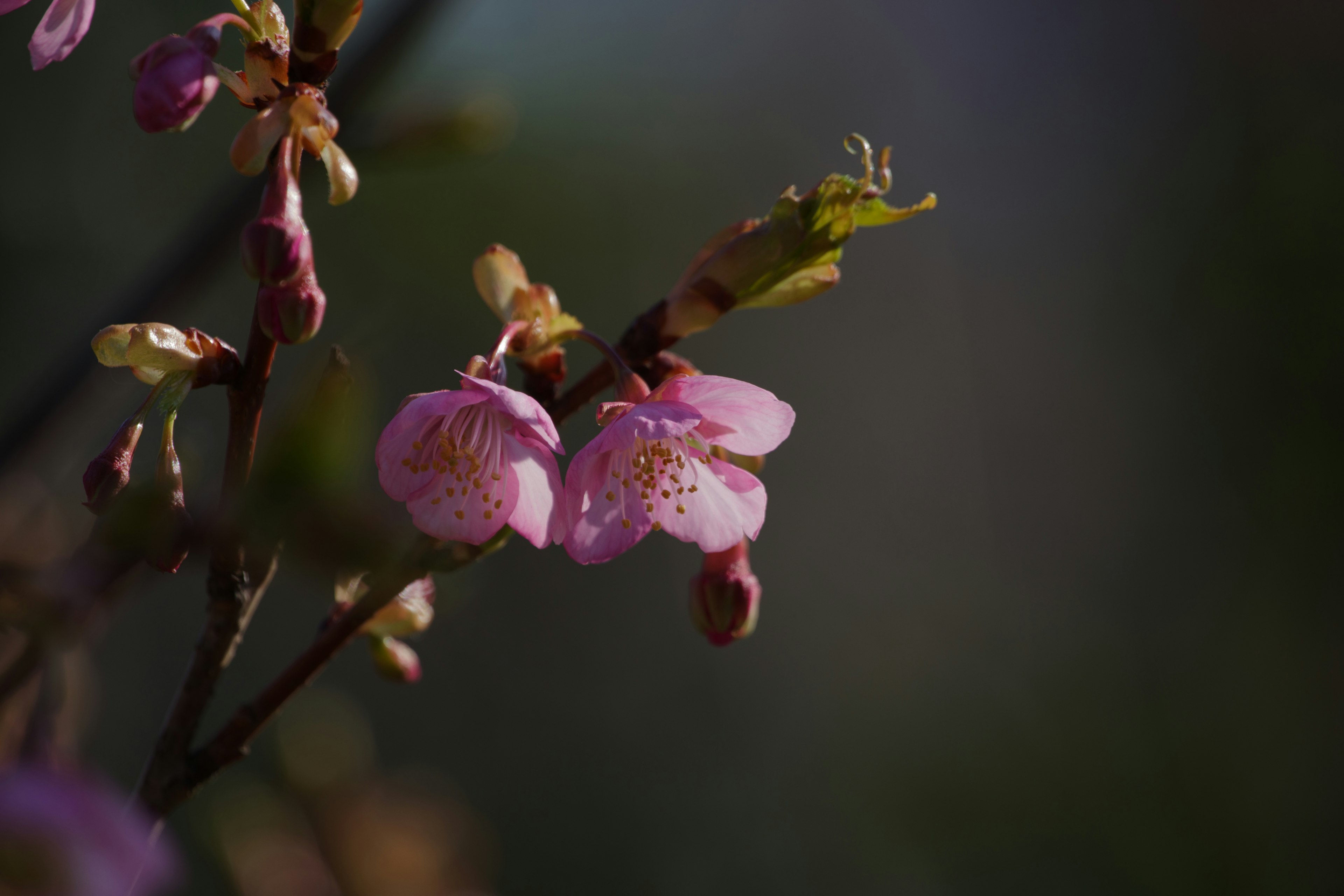 Gros plan de fleurs de cerisier roses sur une branche