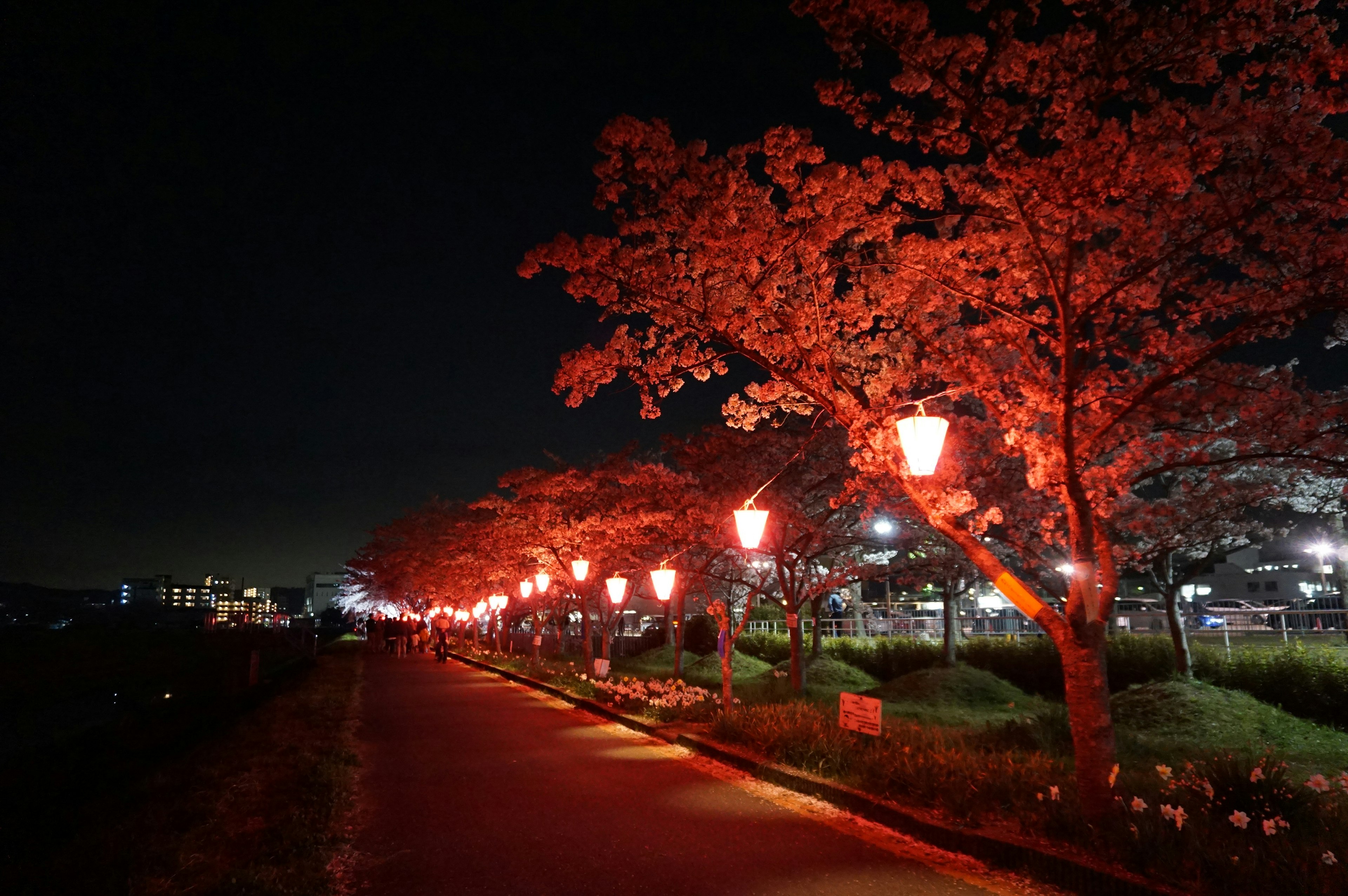 Vista panoramica di alberi di ciliegio illuminati da lanterne rosse di notte