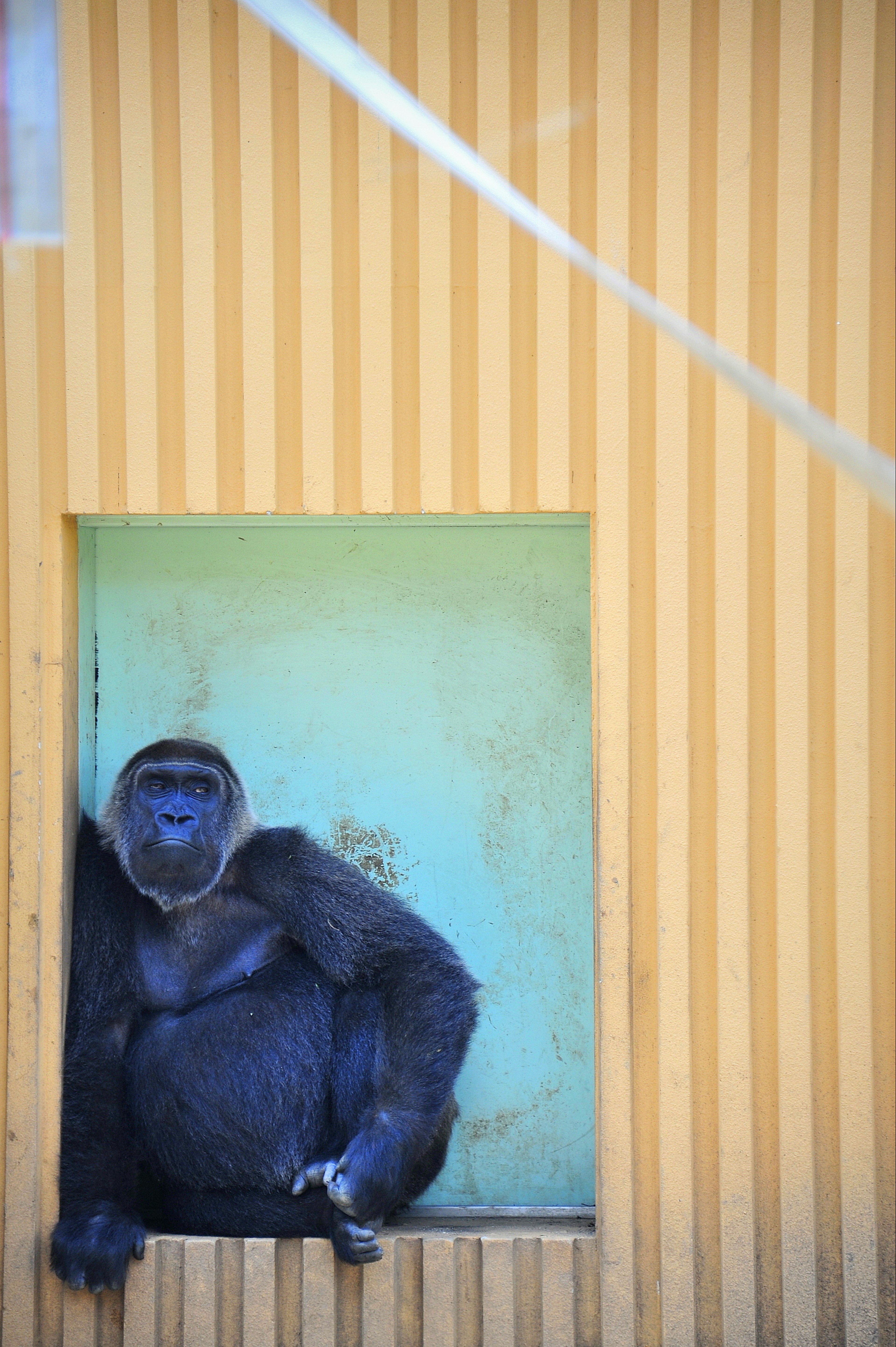 Primo piano di un gorilla che guarda da una finestra