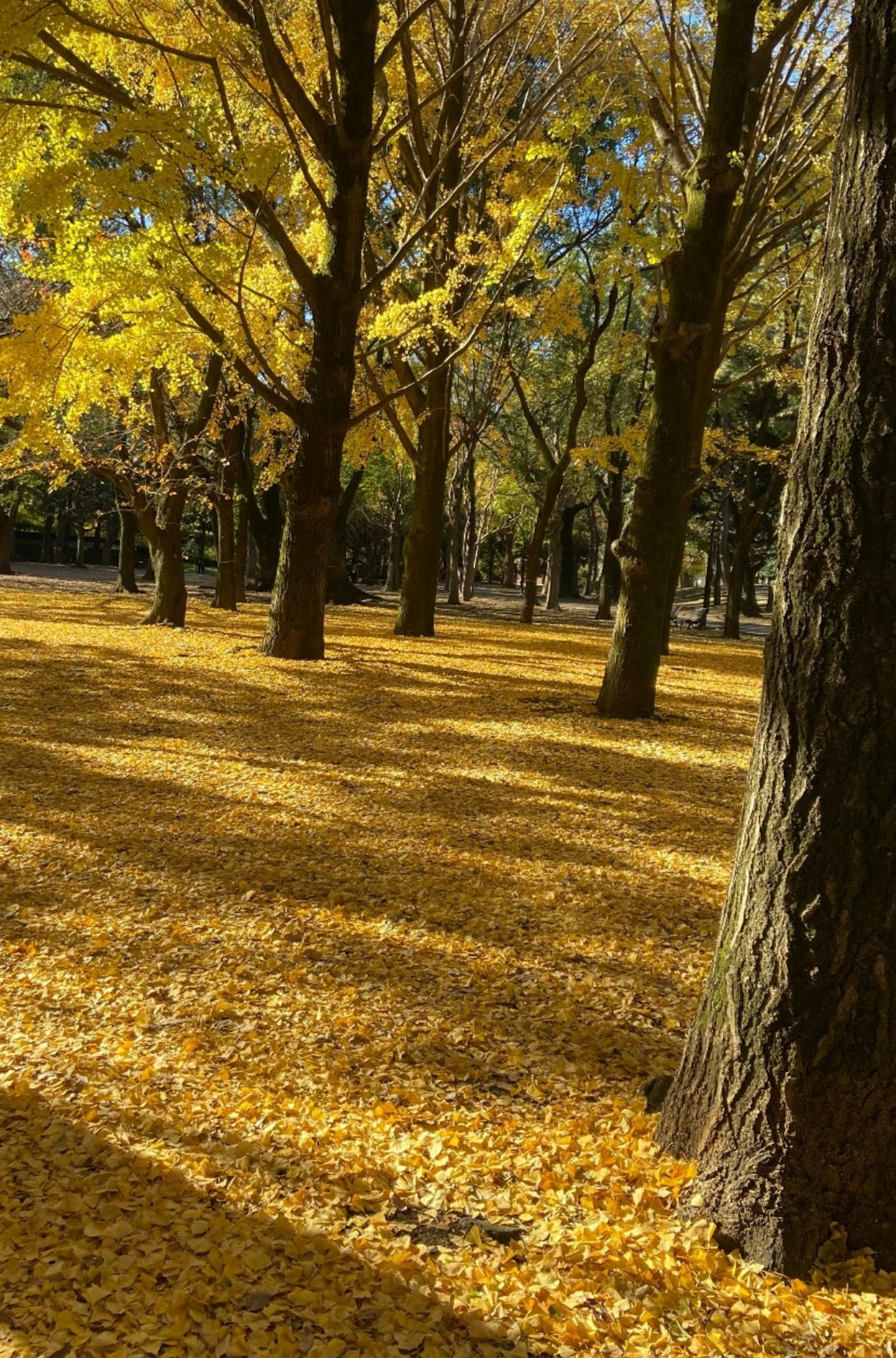 公園景色，樹木覆蓋著黃色的葉子