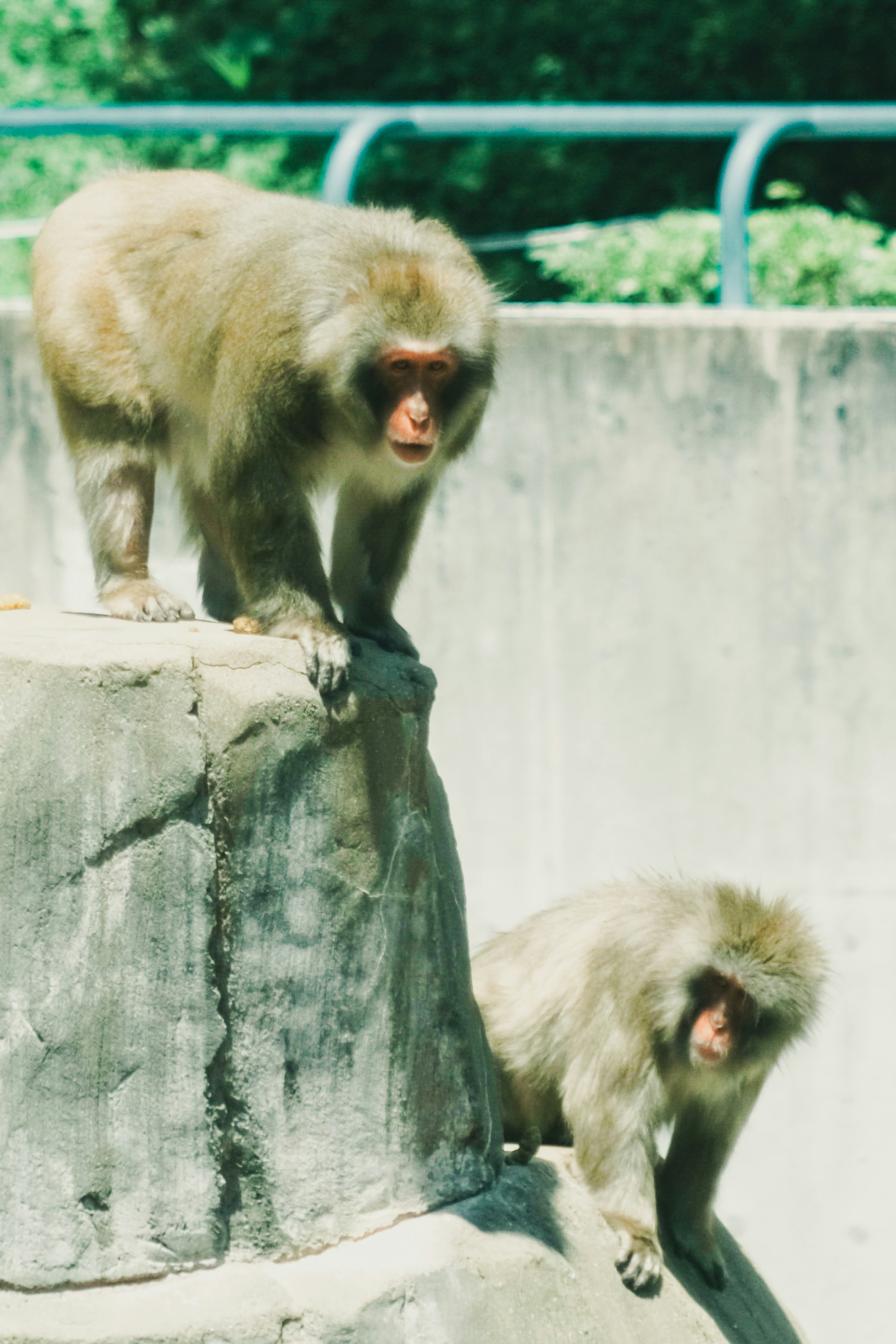 Two monkeys are perched on a rock