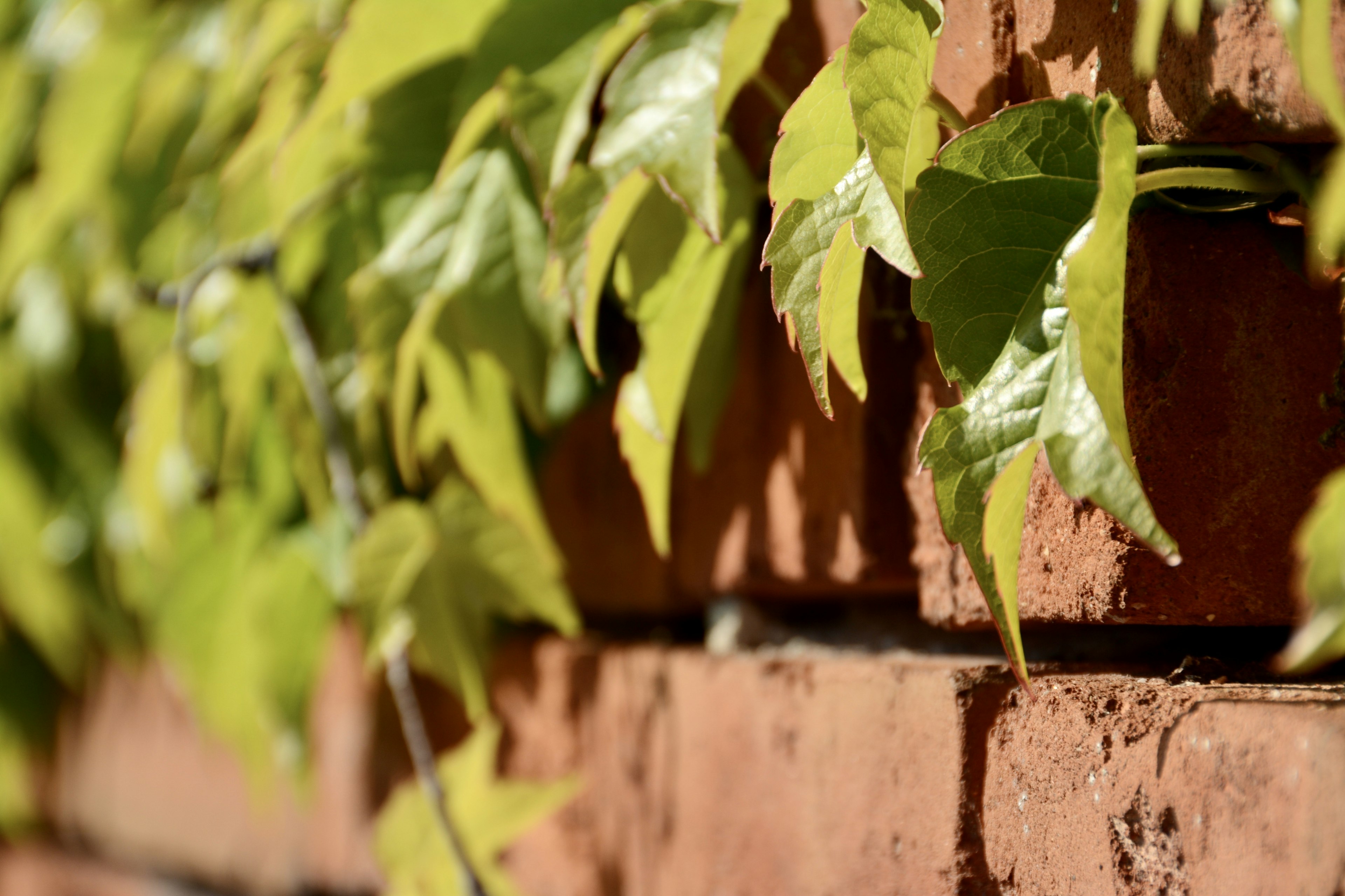 Green leaves covering a brick wall