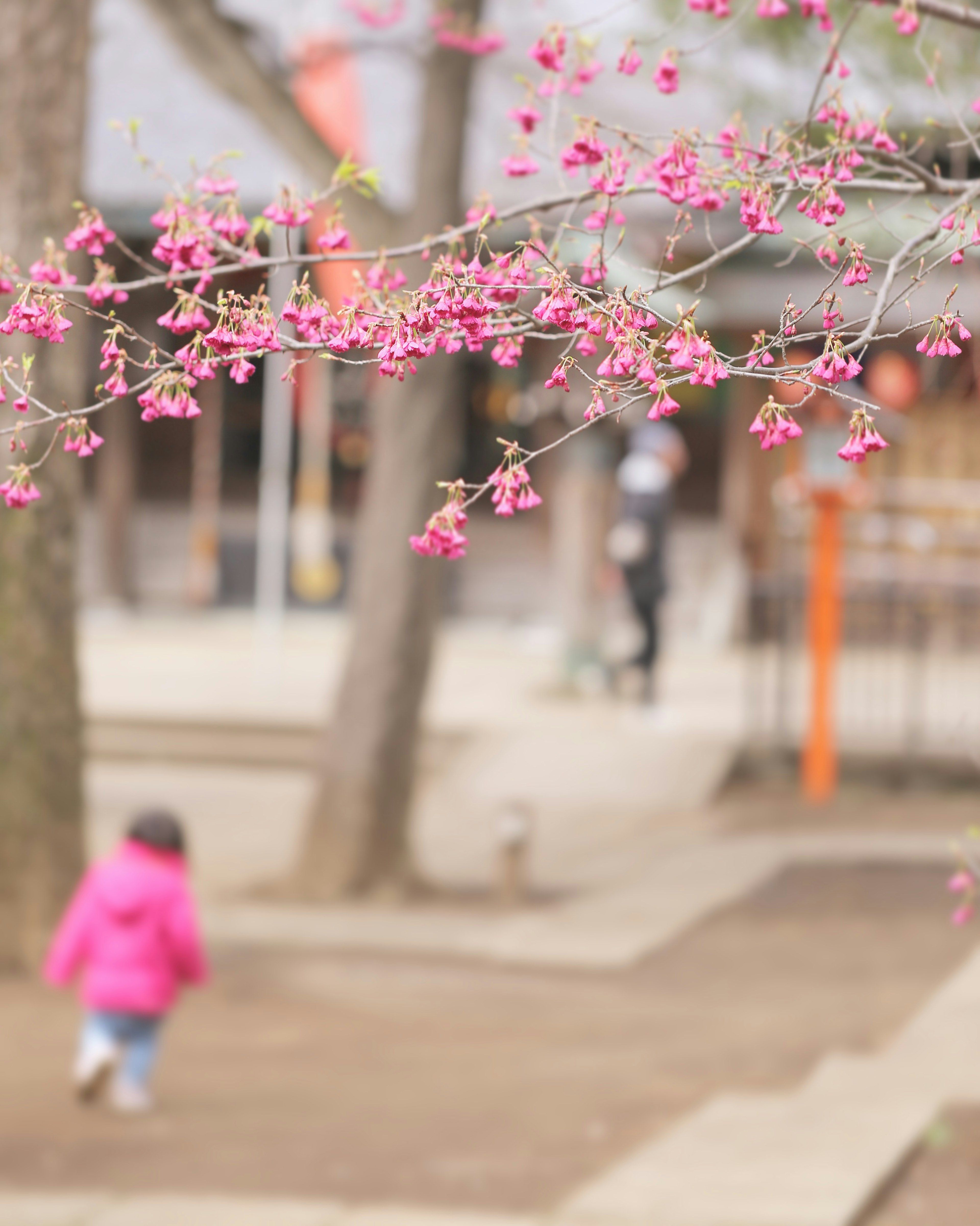 公園の桜の花と子供が遊ぶ風景