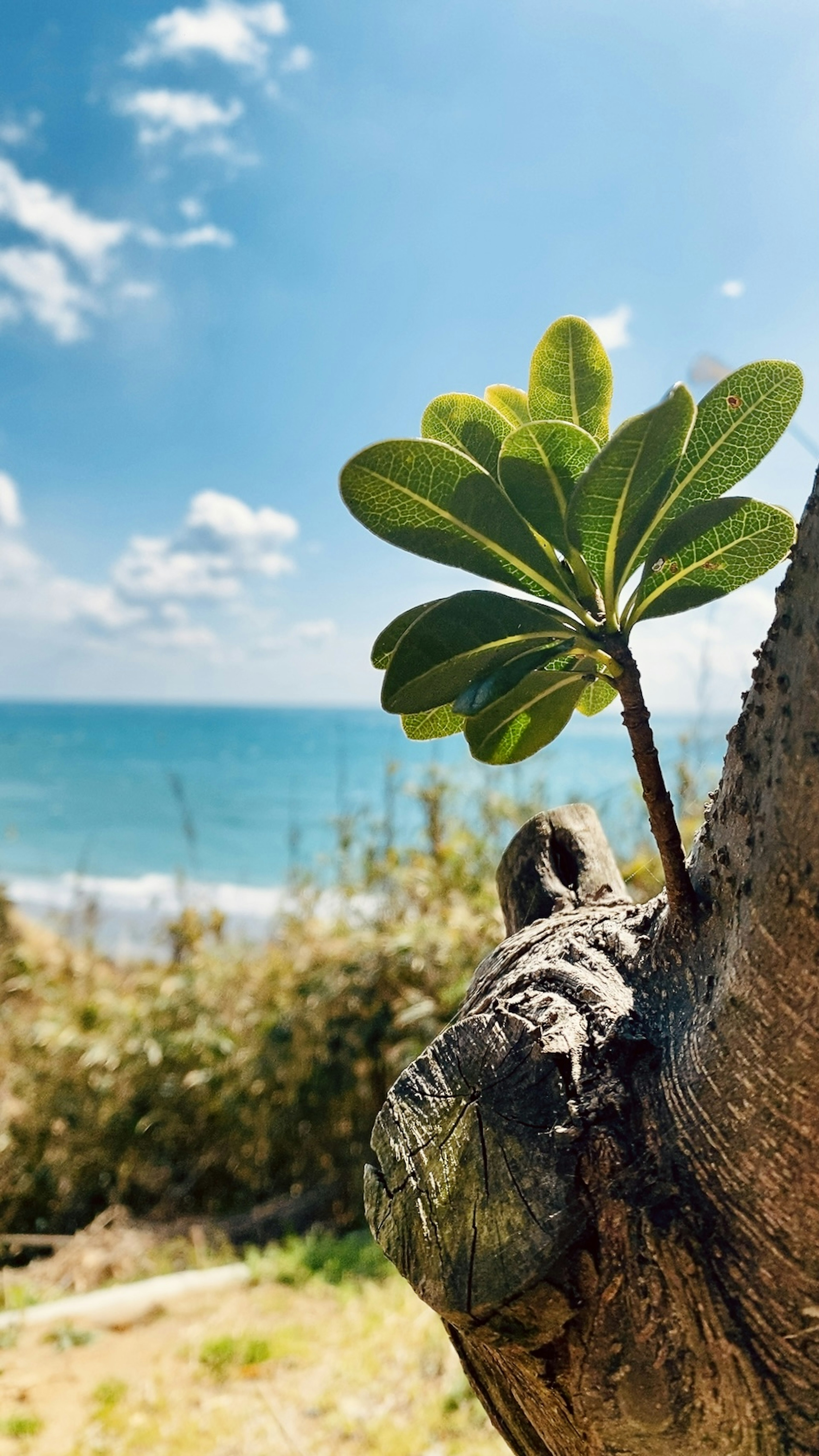 Une feuille verte en pousse sur un tronc d'arbre avec une plage et un océan en arrière-plan