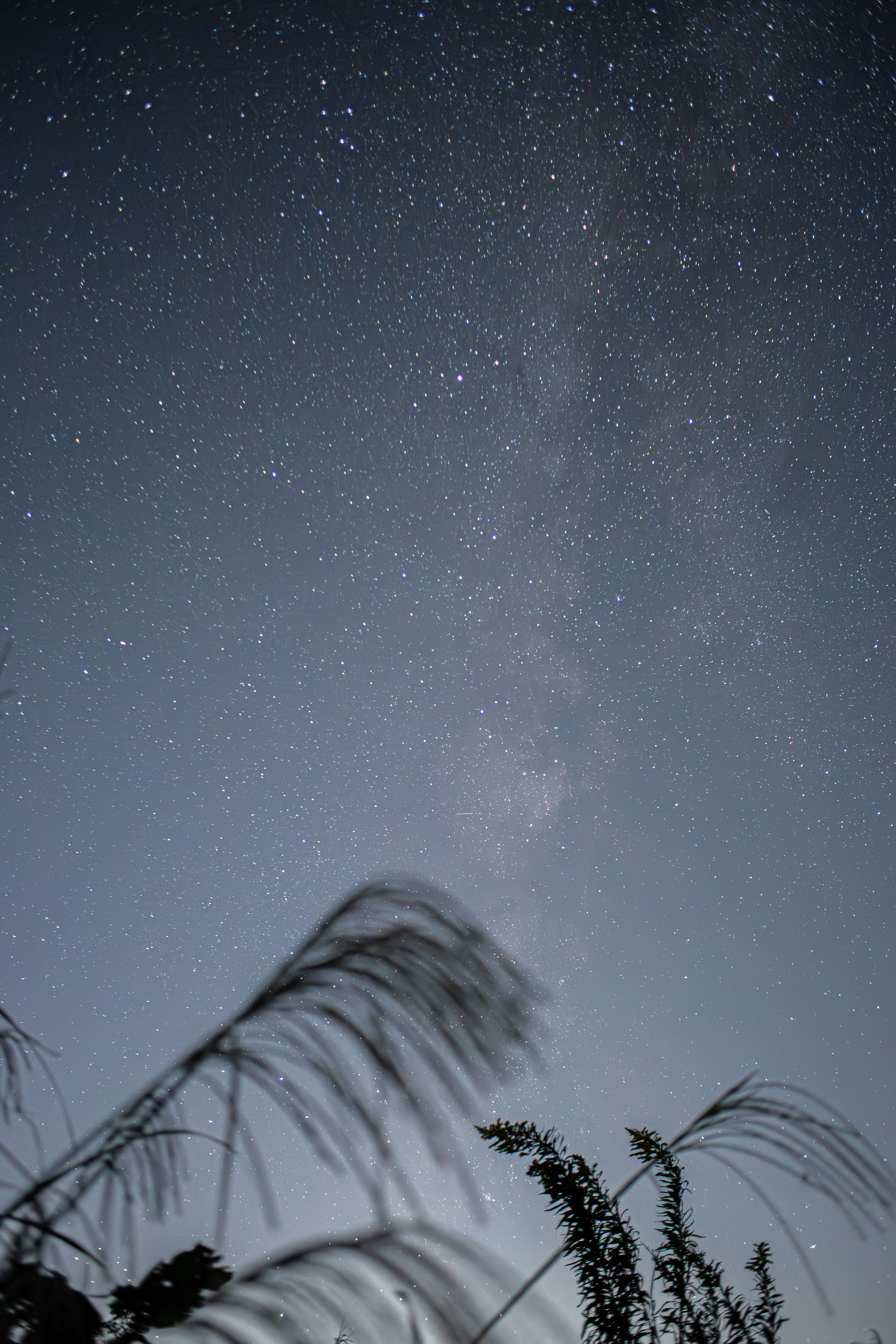 Ciel nocturne étoilé avec des silhouettes d'herbe