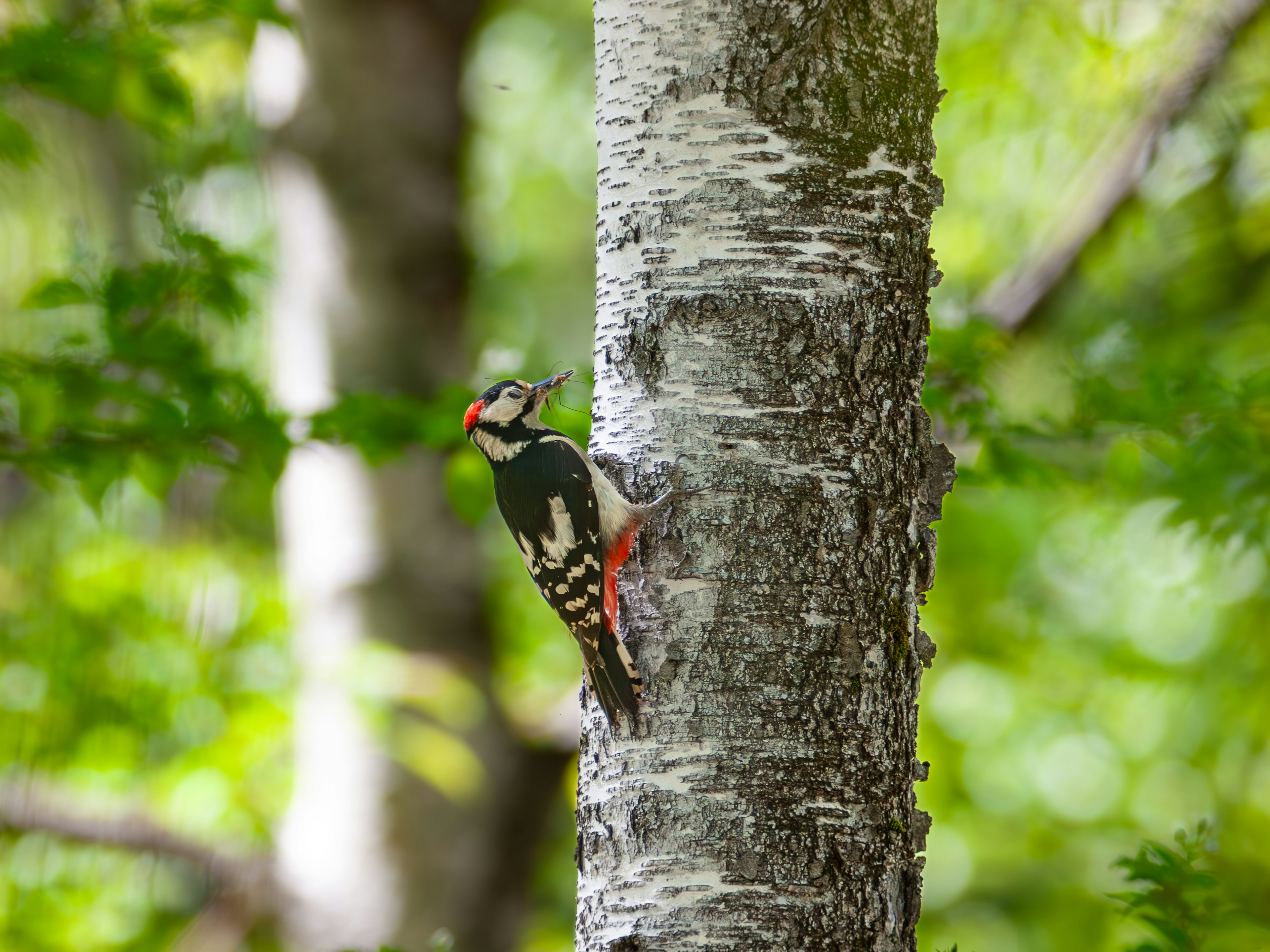 Un picchio vibrante appollaiato su un tronco d'albero circondato da fogliame verde