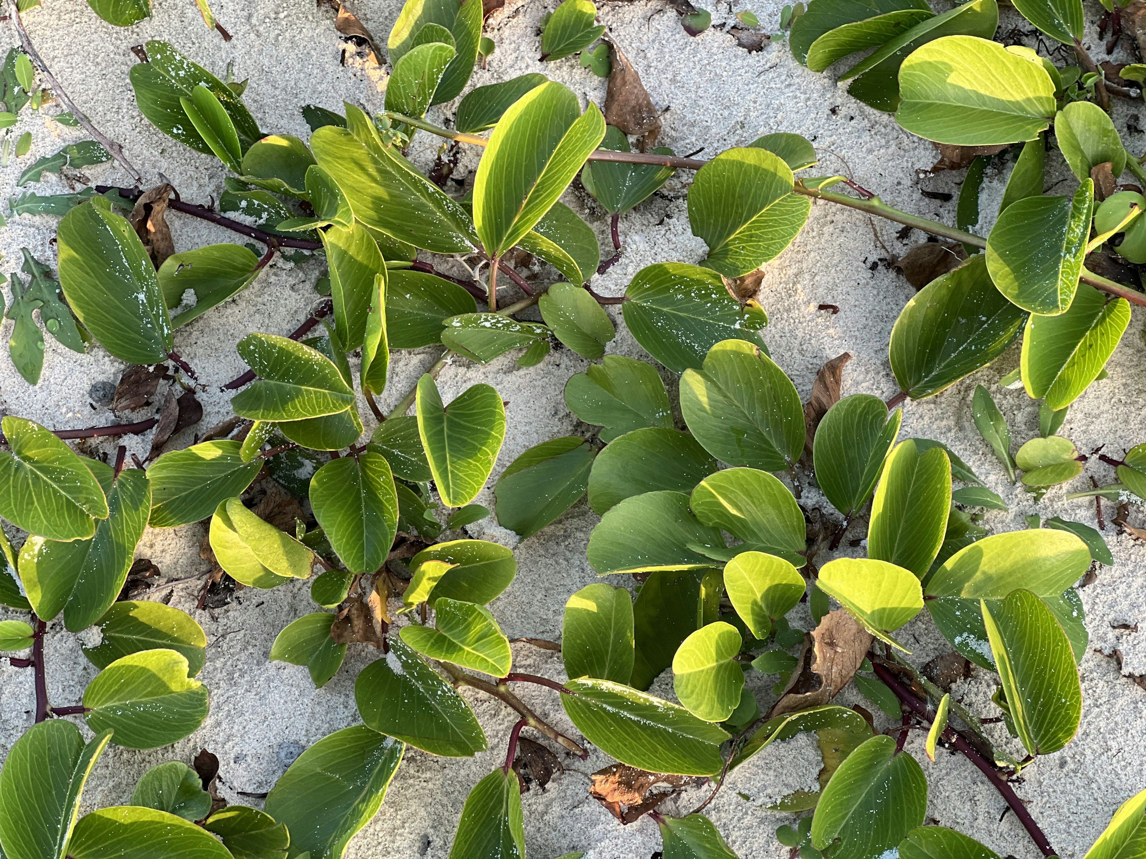 Close-up of green-leaved plants on sandy beach