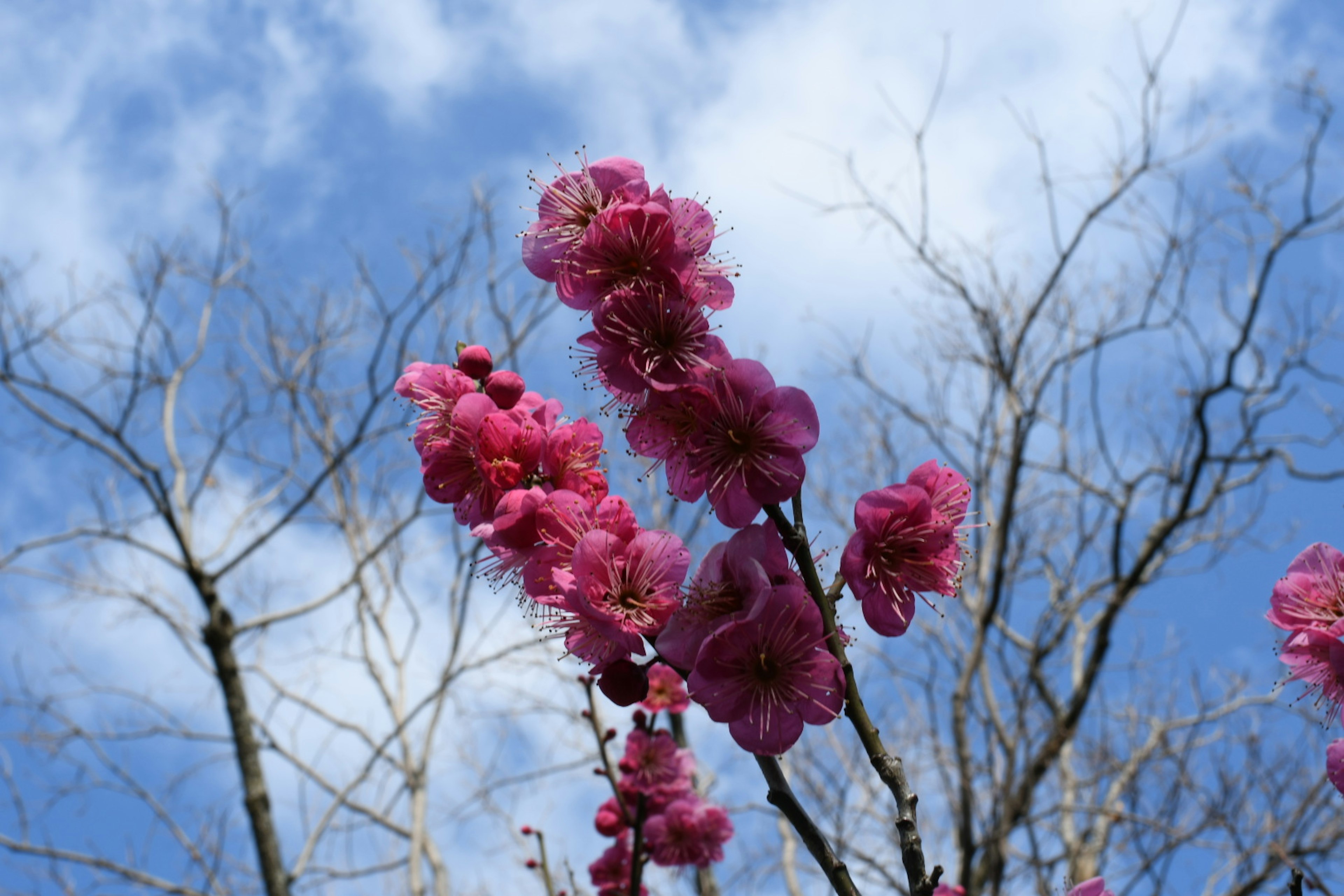 Flores de ciruelo rosadas contra un cielo azul con ramas desnudas