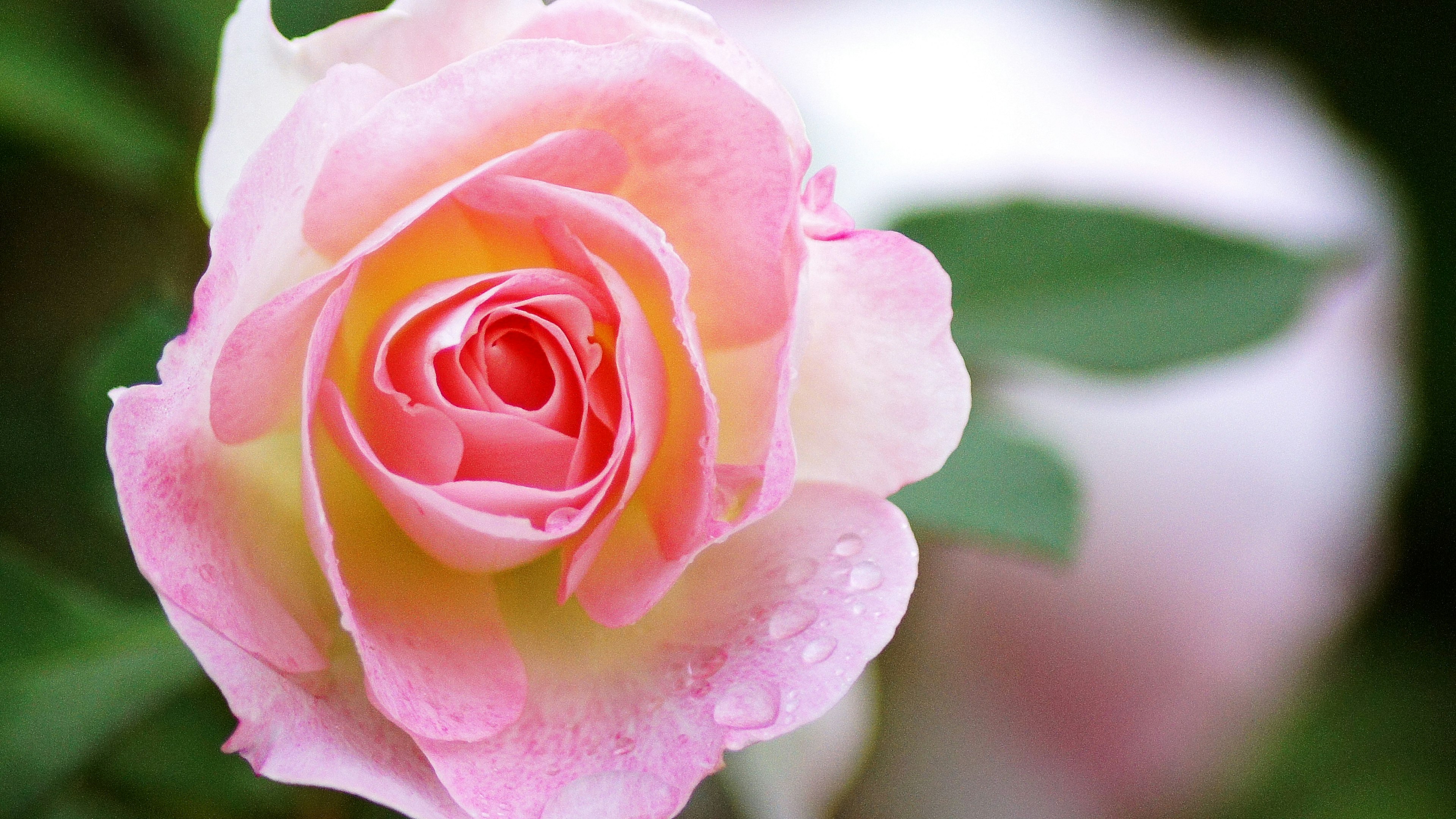 Una rosa rosa in fiore circondata da foglie verdi