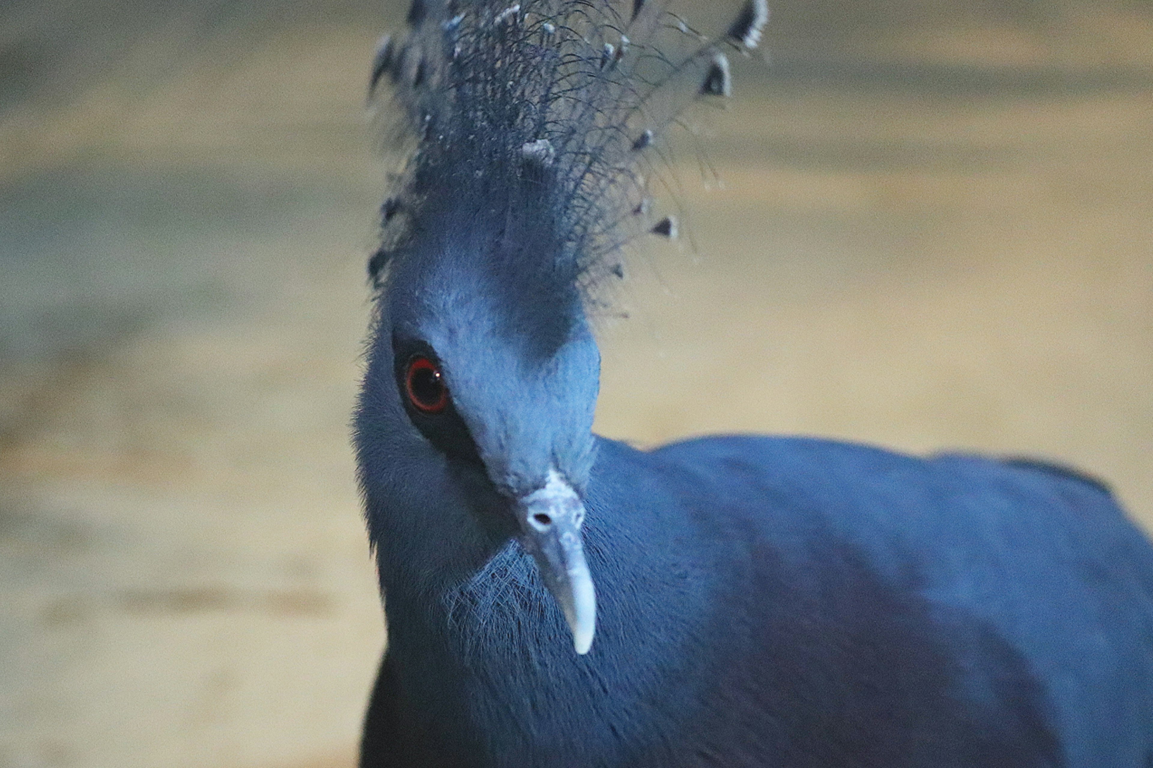 Nahaufnahme eines Vogels mit schönen blauen Federn und einer markanten Krone auf dem Kopf