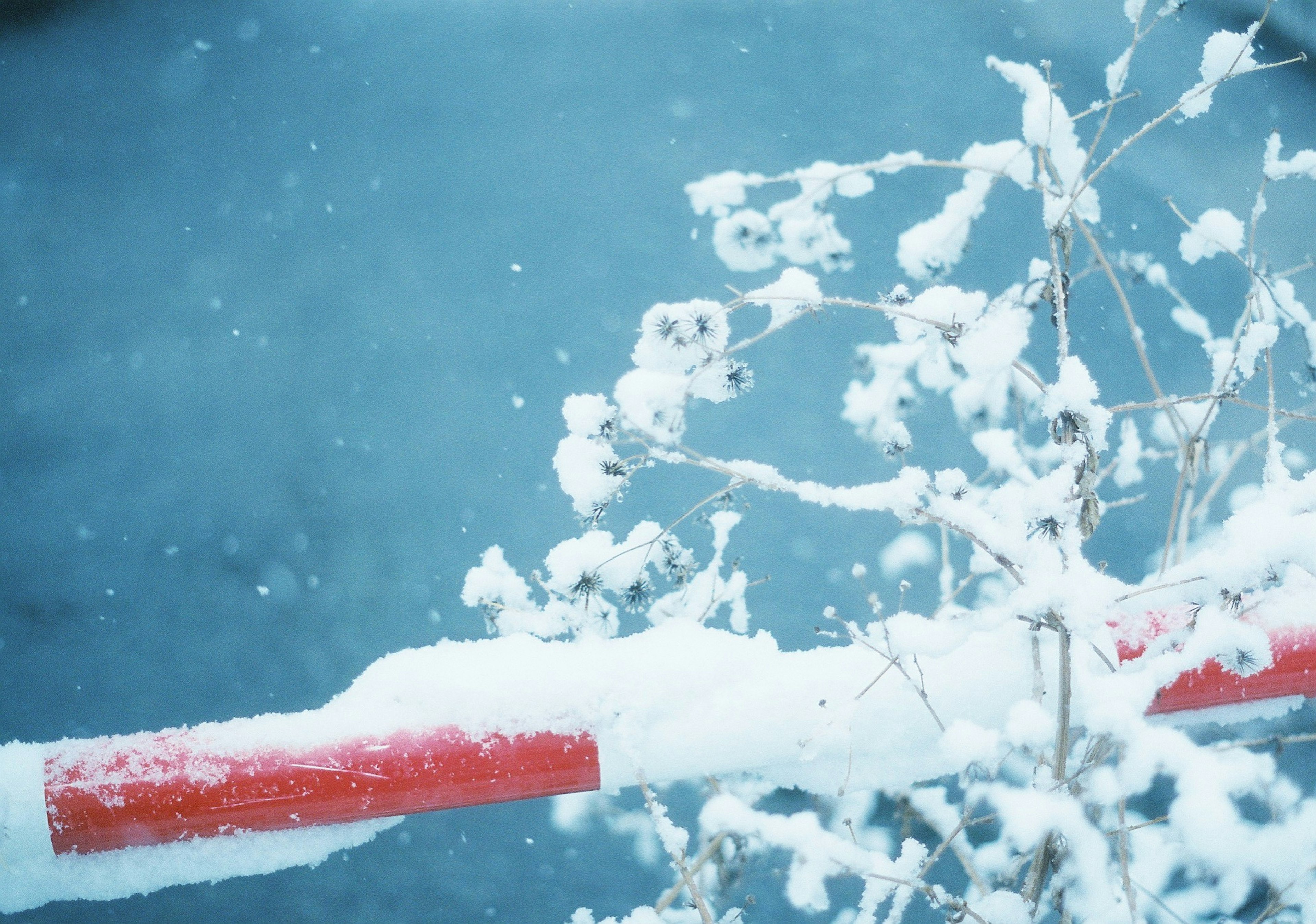 雪覆盖的红色障碍物和雪覆盖的植物枝条特写