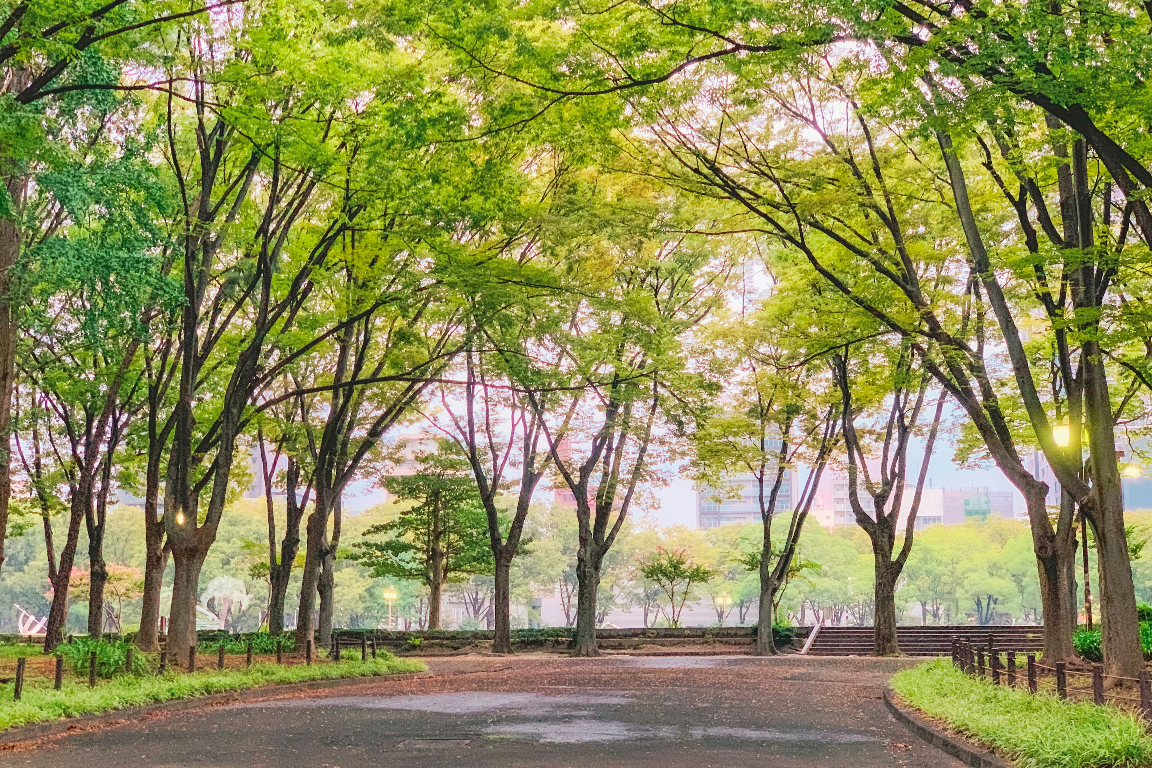 Sentiero tranquillo circondato da alberi verdi lussureggianti