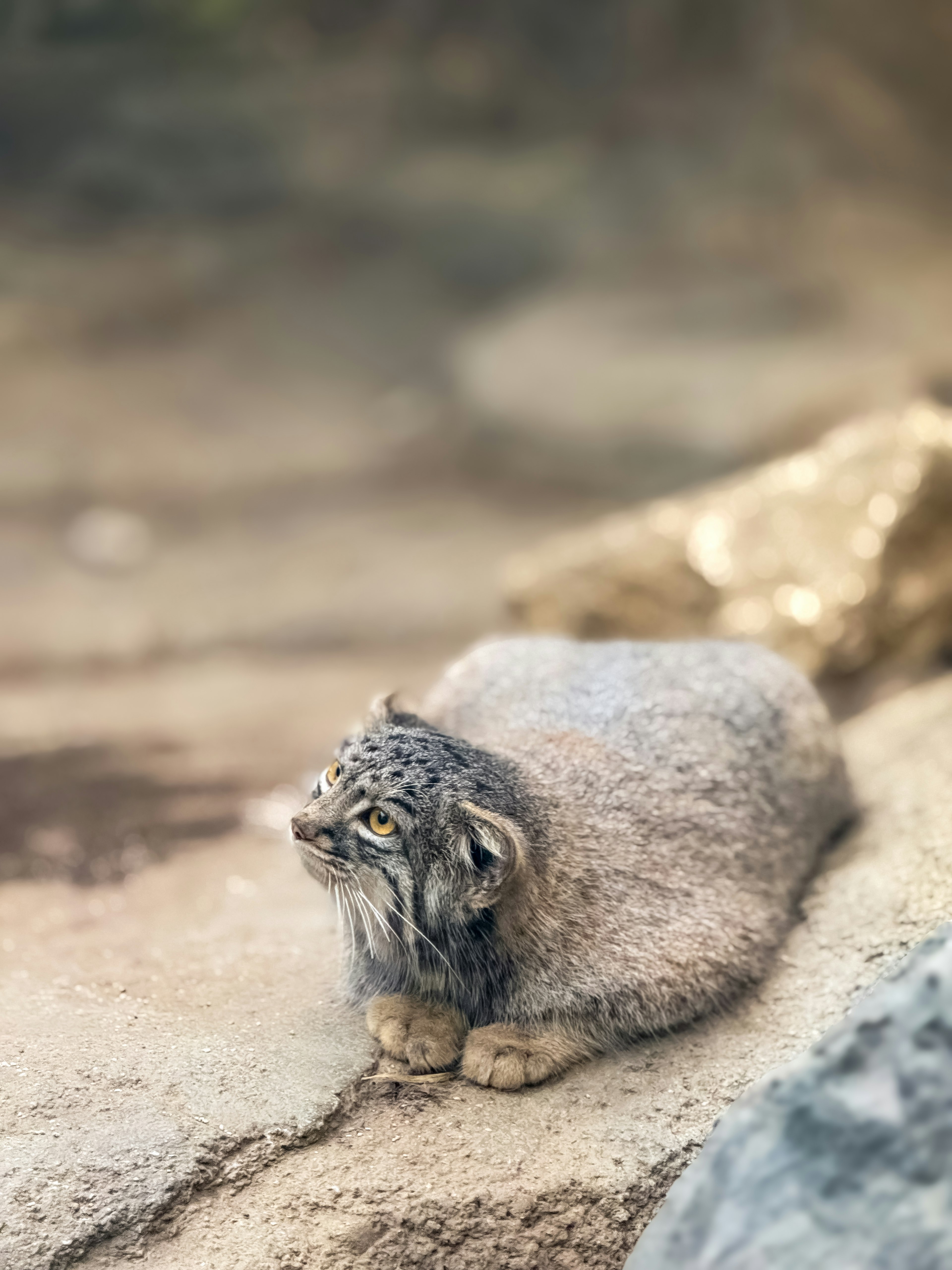 Un giovane leopardo delle nevi seduto su una superficie rocciosa