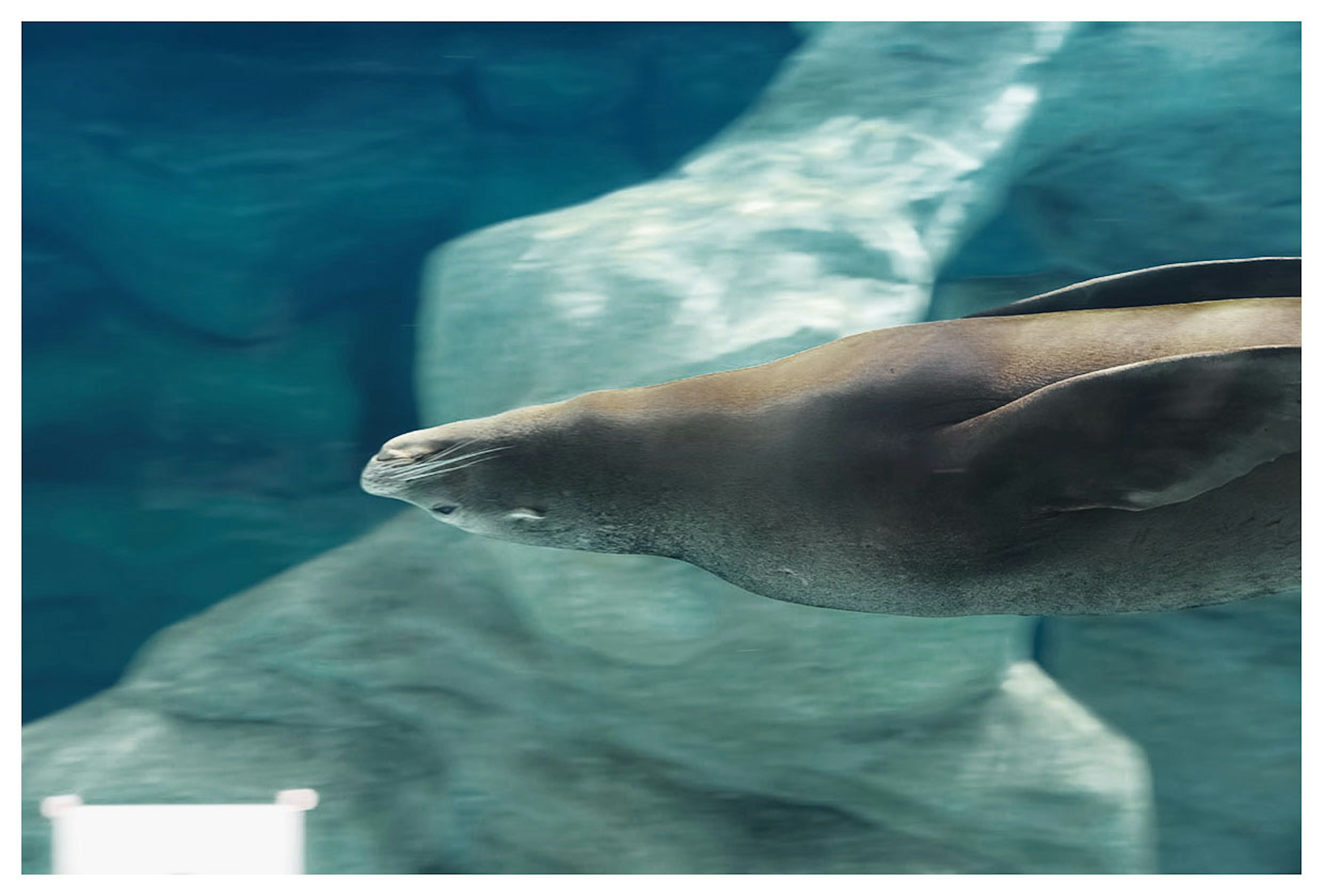 Side view of a seal swimming underwater