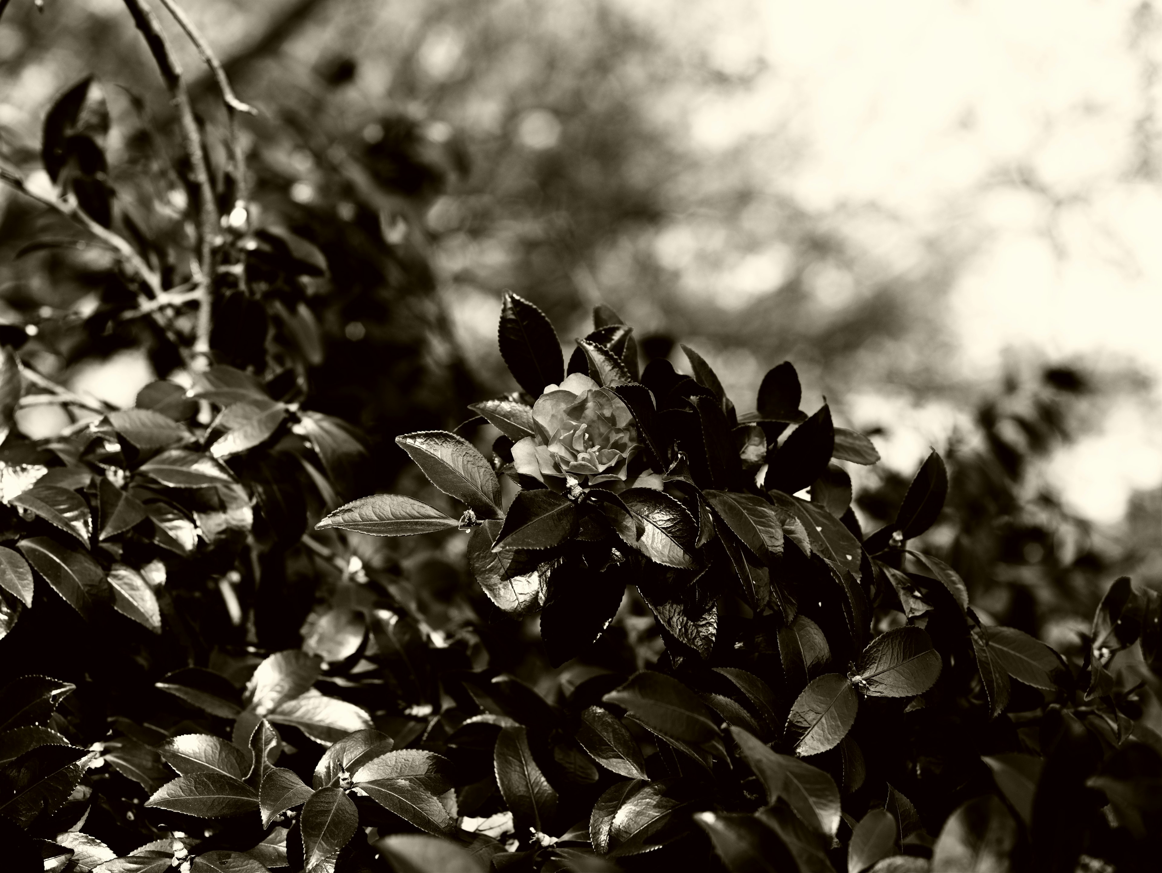 Primer plano de hojas oscuras en un árbol en blanco y negro