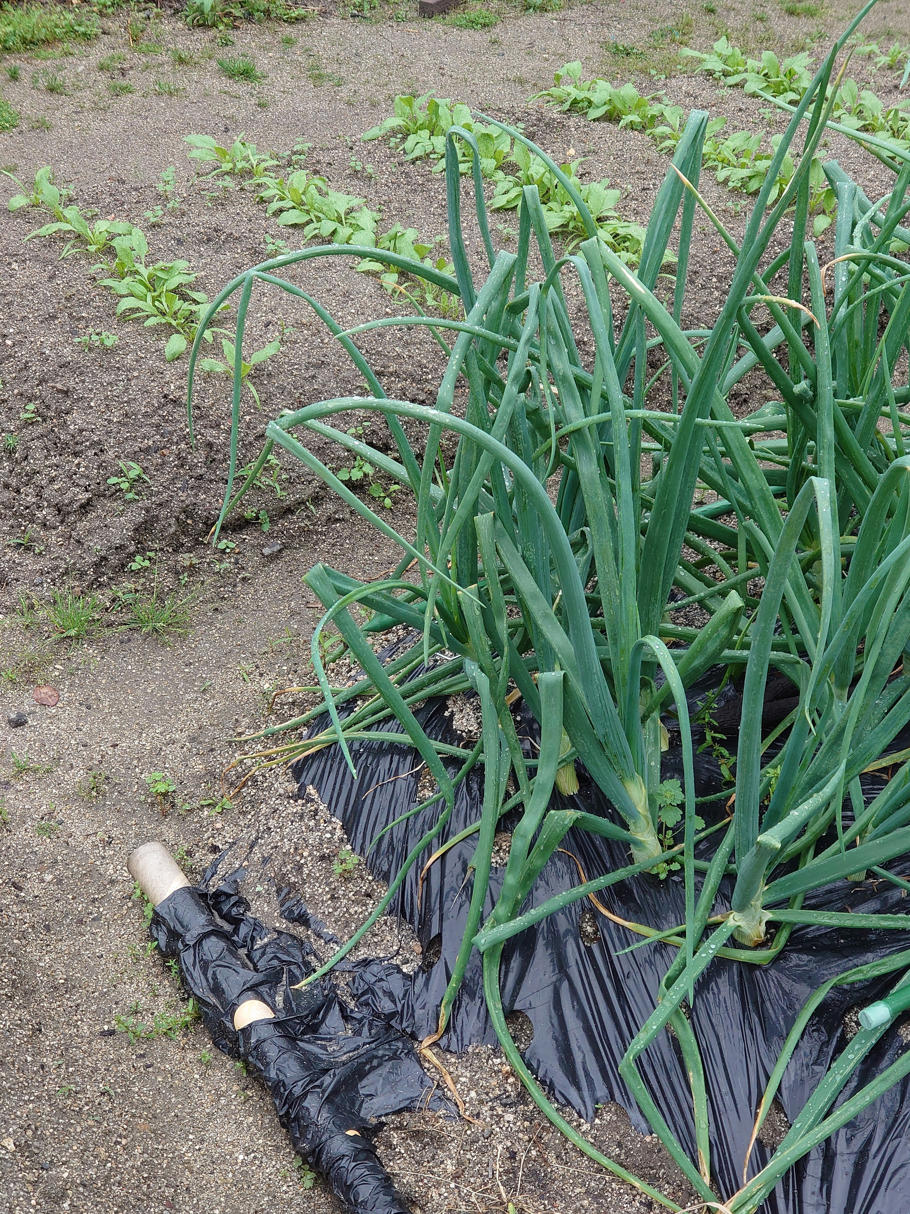 Oignons verts luxuriants poussant dans le sol avec un paillis noir