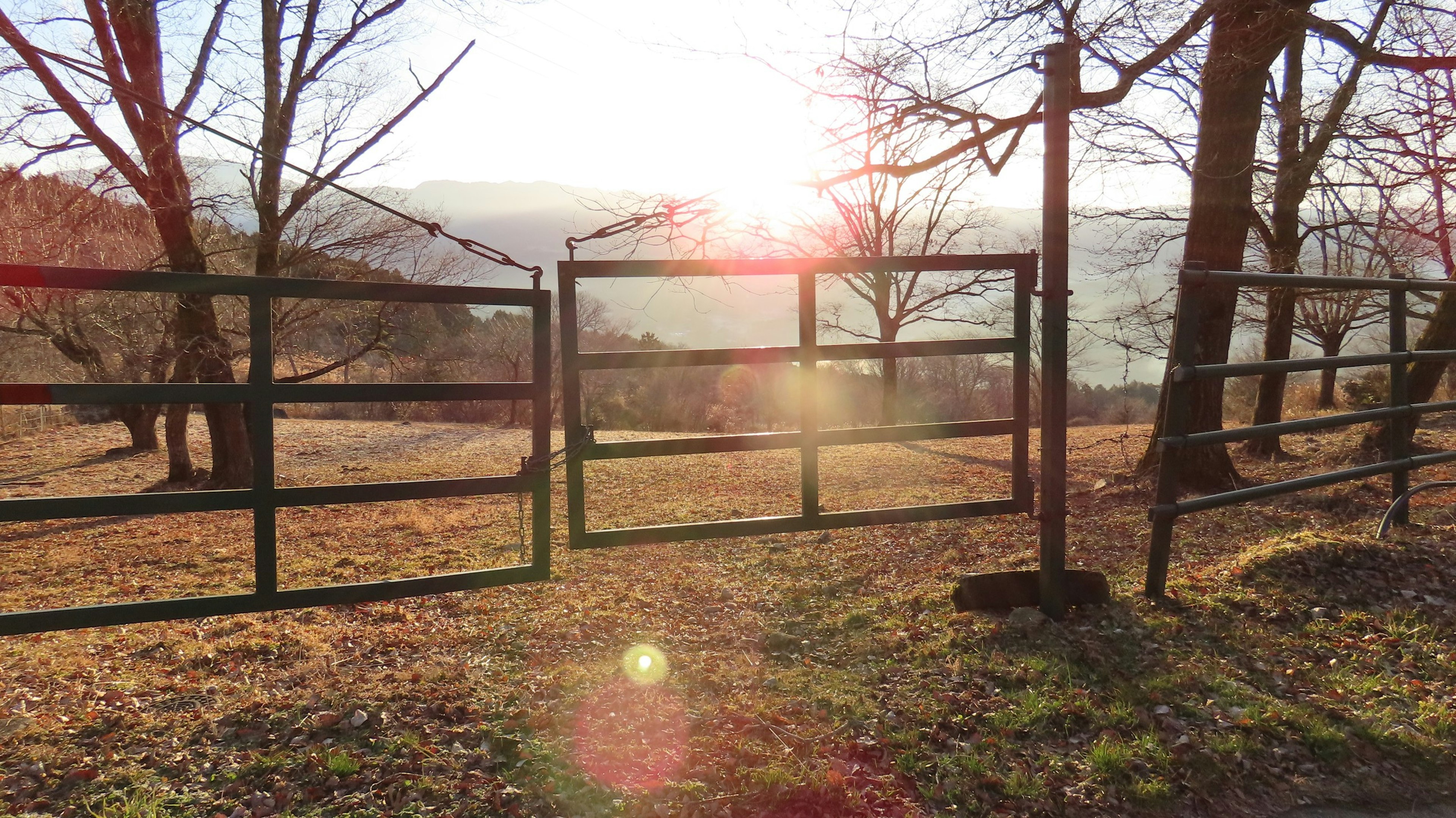 Cancello verde con luce solare che filtra tra gli alberi