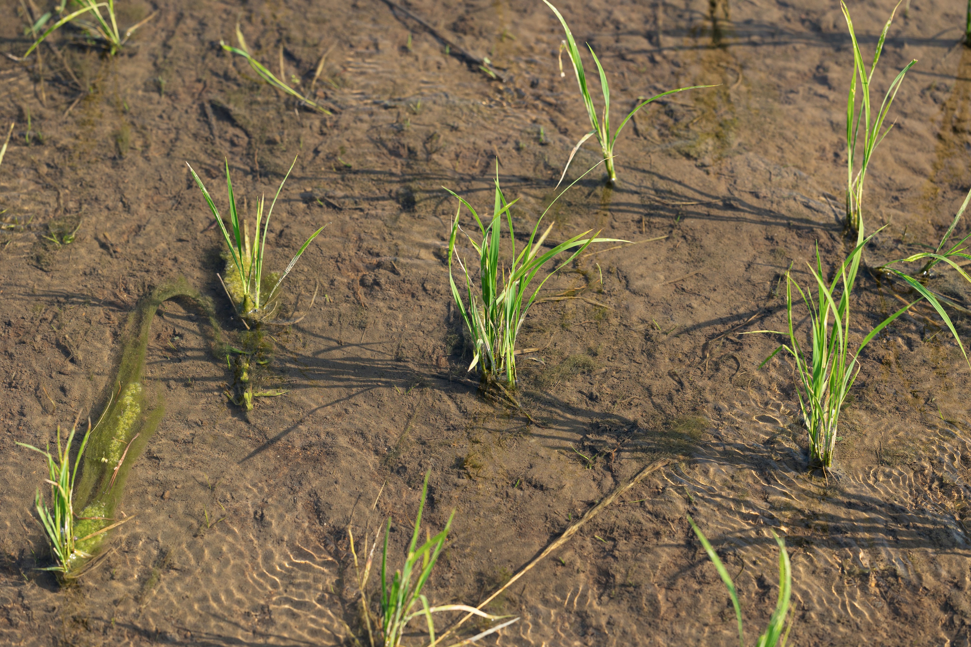 Bibit padi muda tumbuh di sawah yang tergenang air