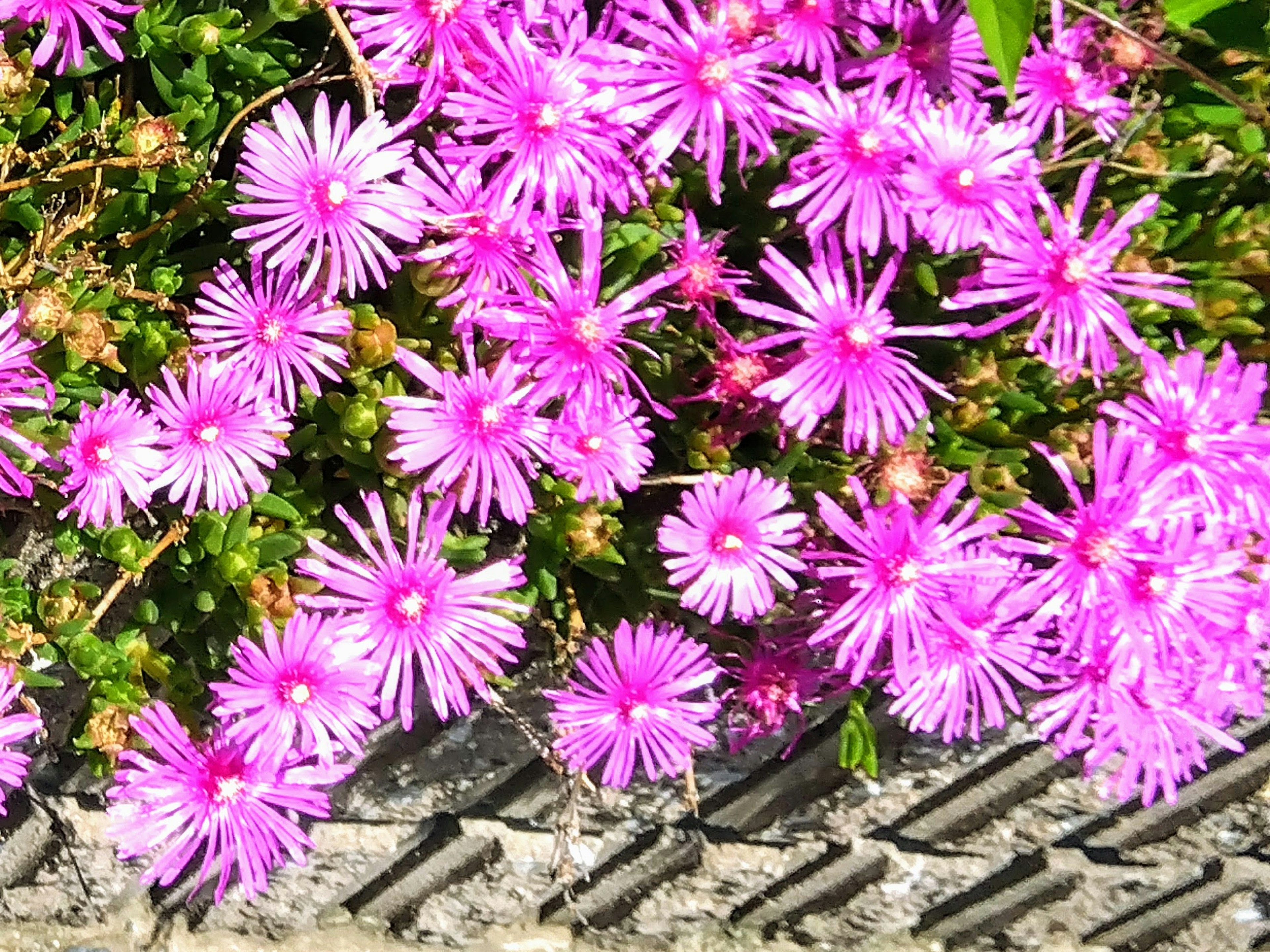 Vibrant pink flowers blooming with a concrete pavement visible beneath