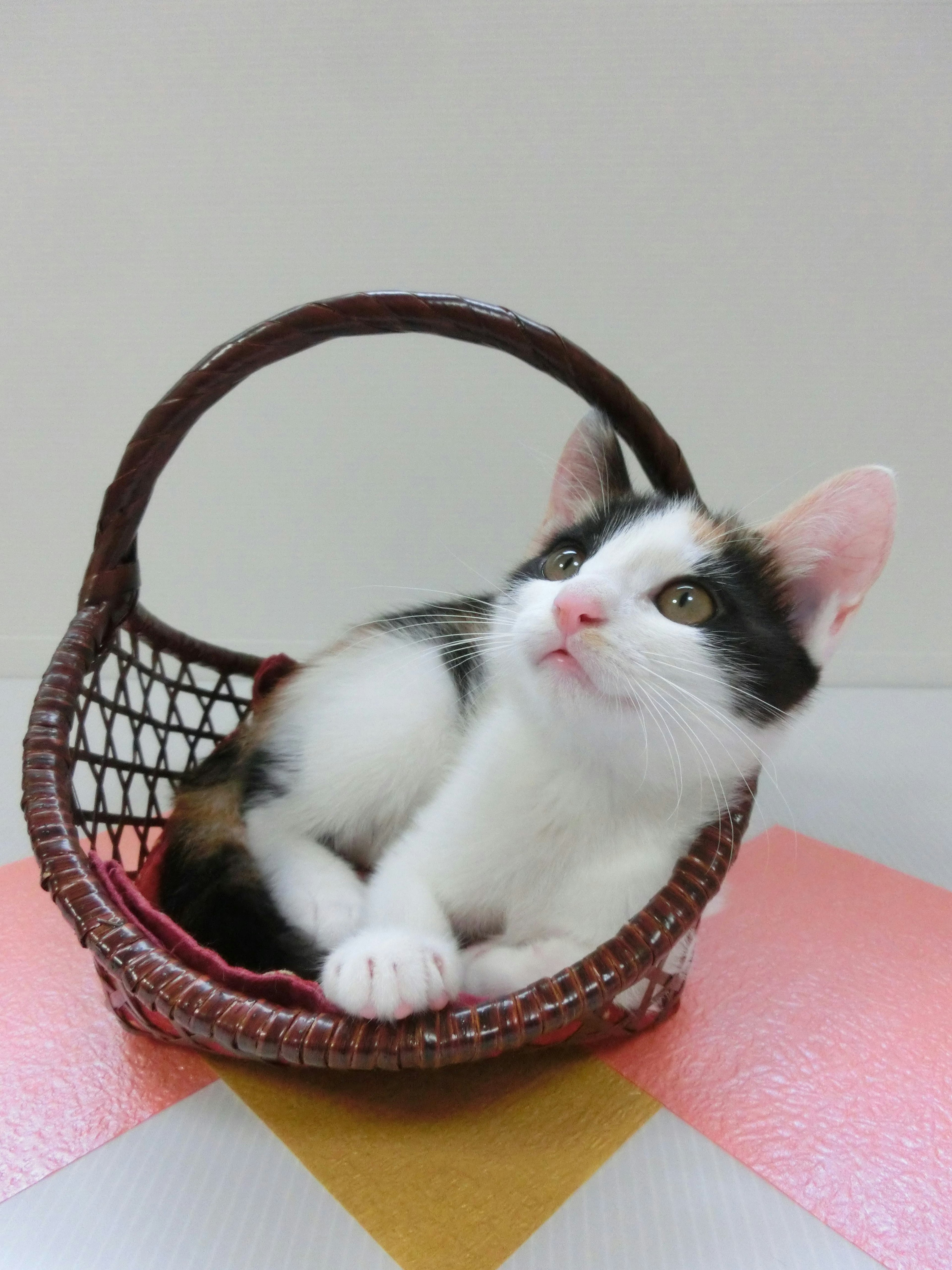 A calico kitten resting in a woven basket looking upward