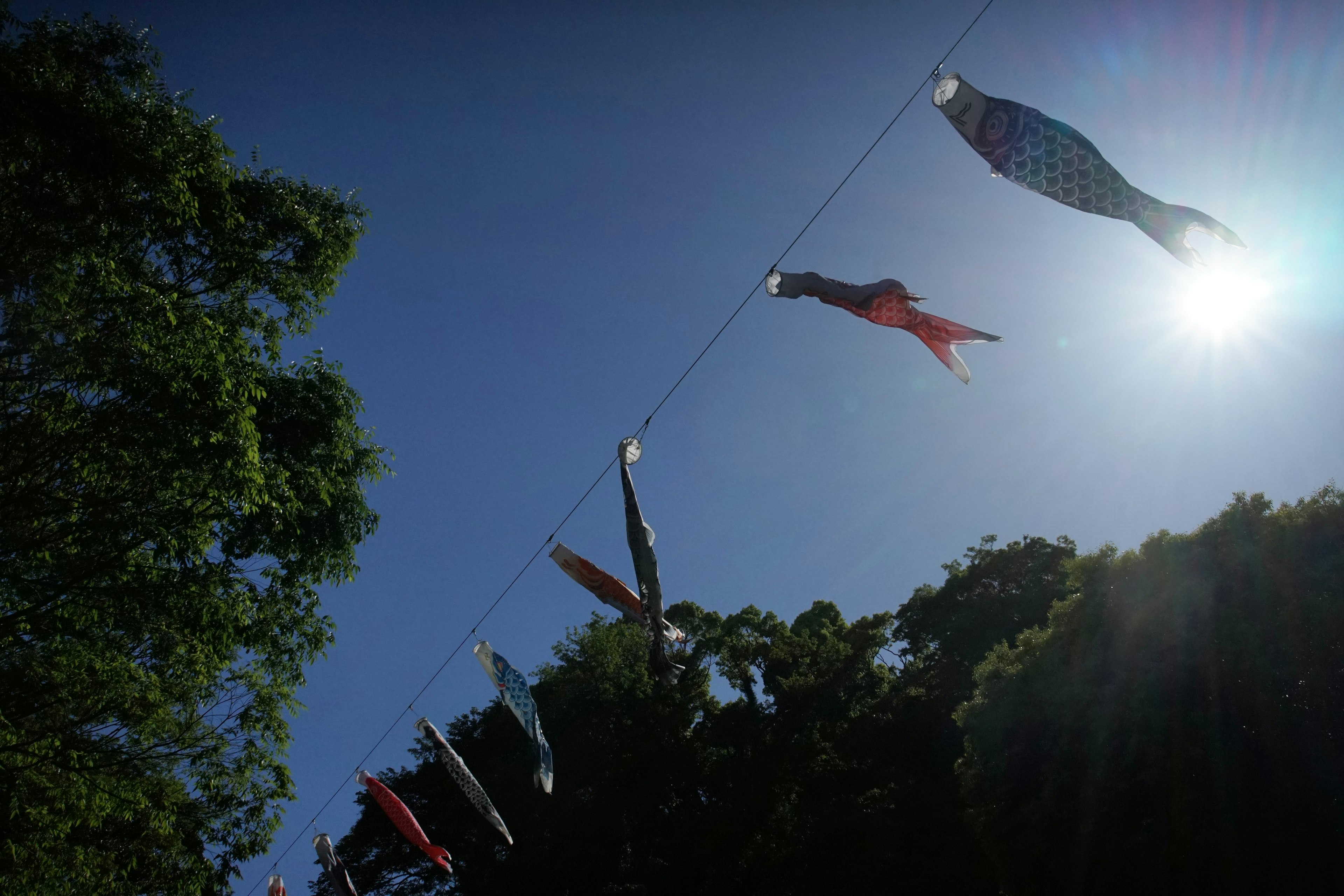 Koinobori wehen unter einem blauen Himmel