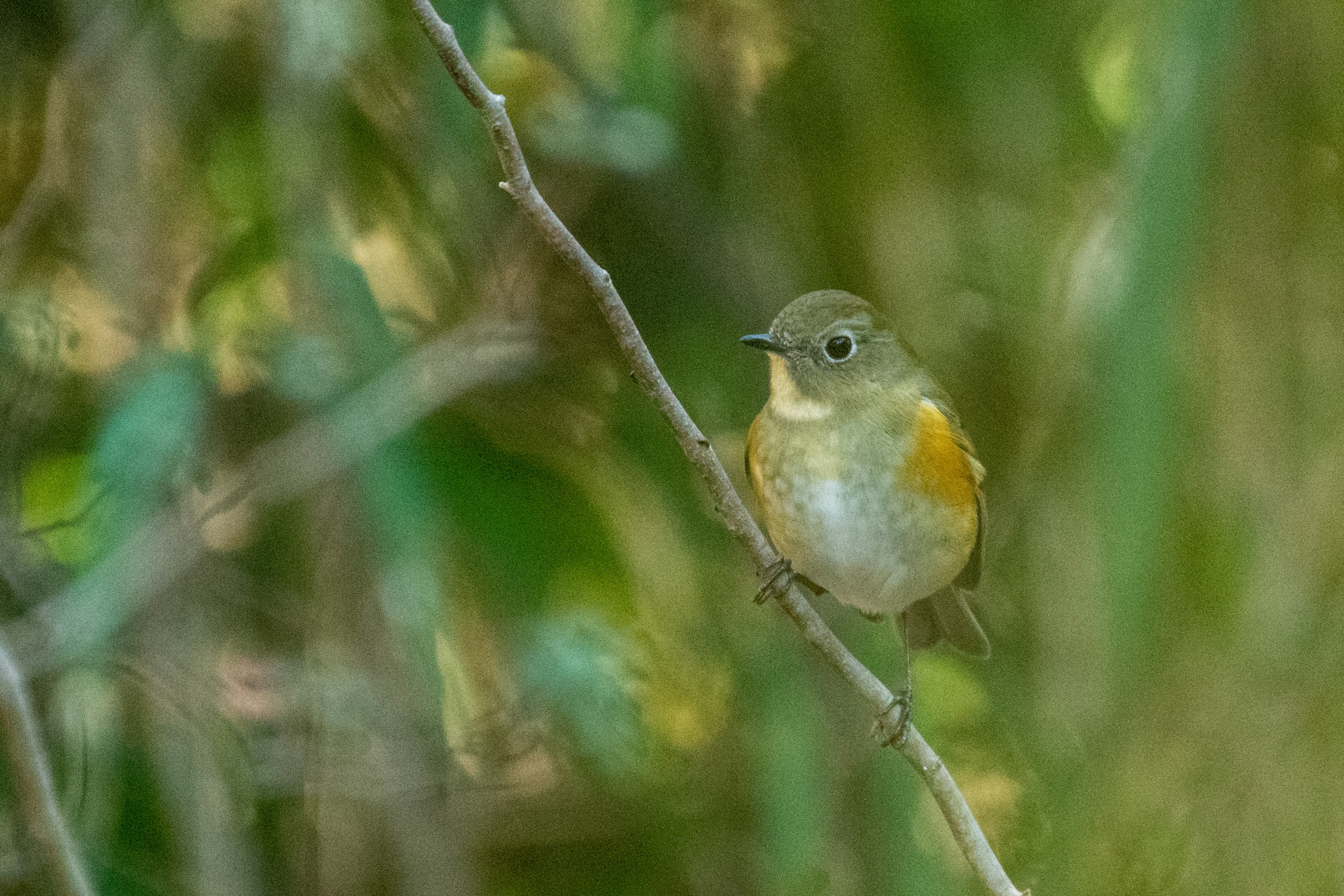 Ein kleiner Vogel, der auf einem Zweig sitzt, mit einer sanften Farbpalette vor einem grünen Hintergrund