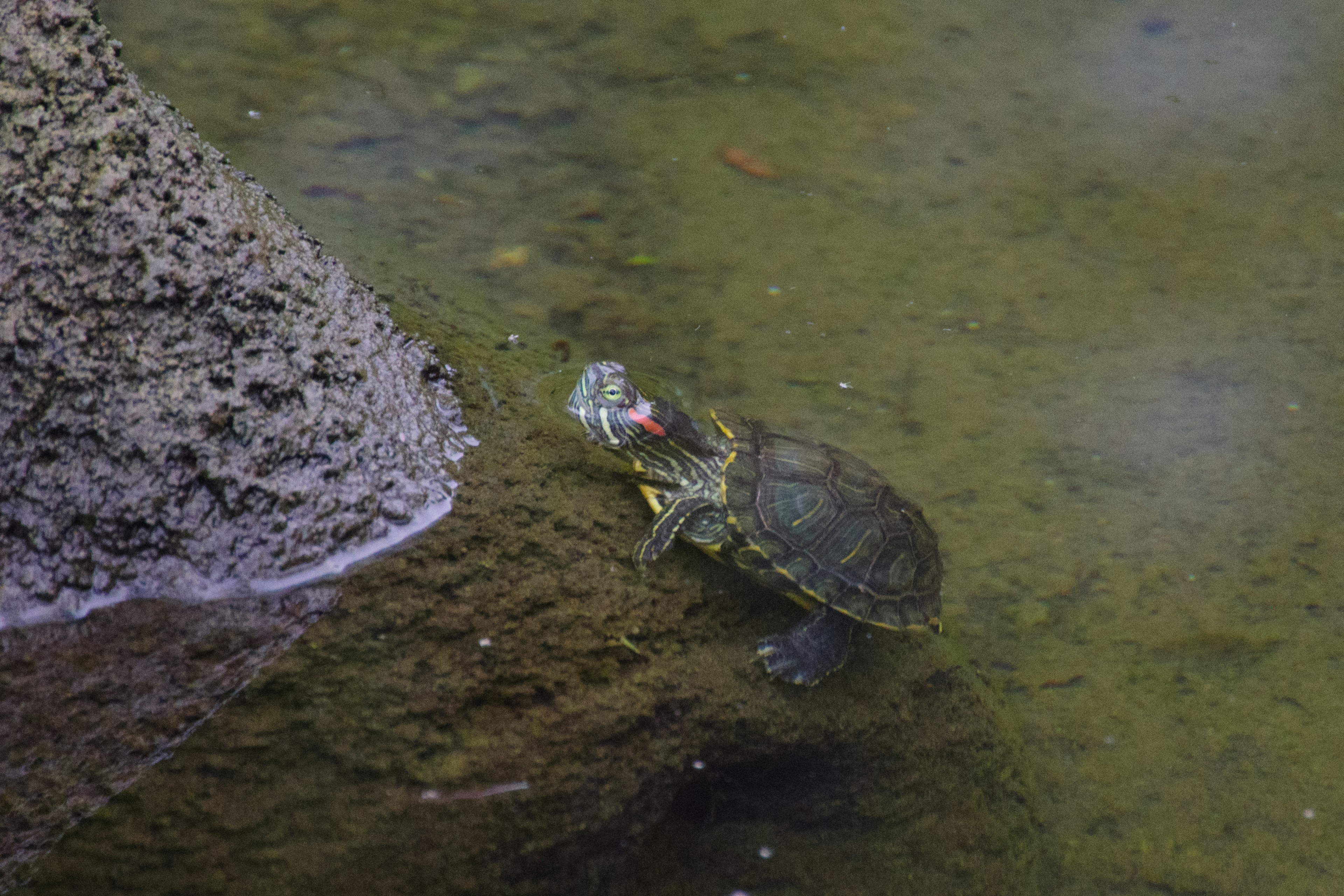 Schildkröte nahe einem Felsen im klaren Wasser