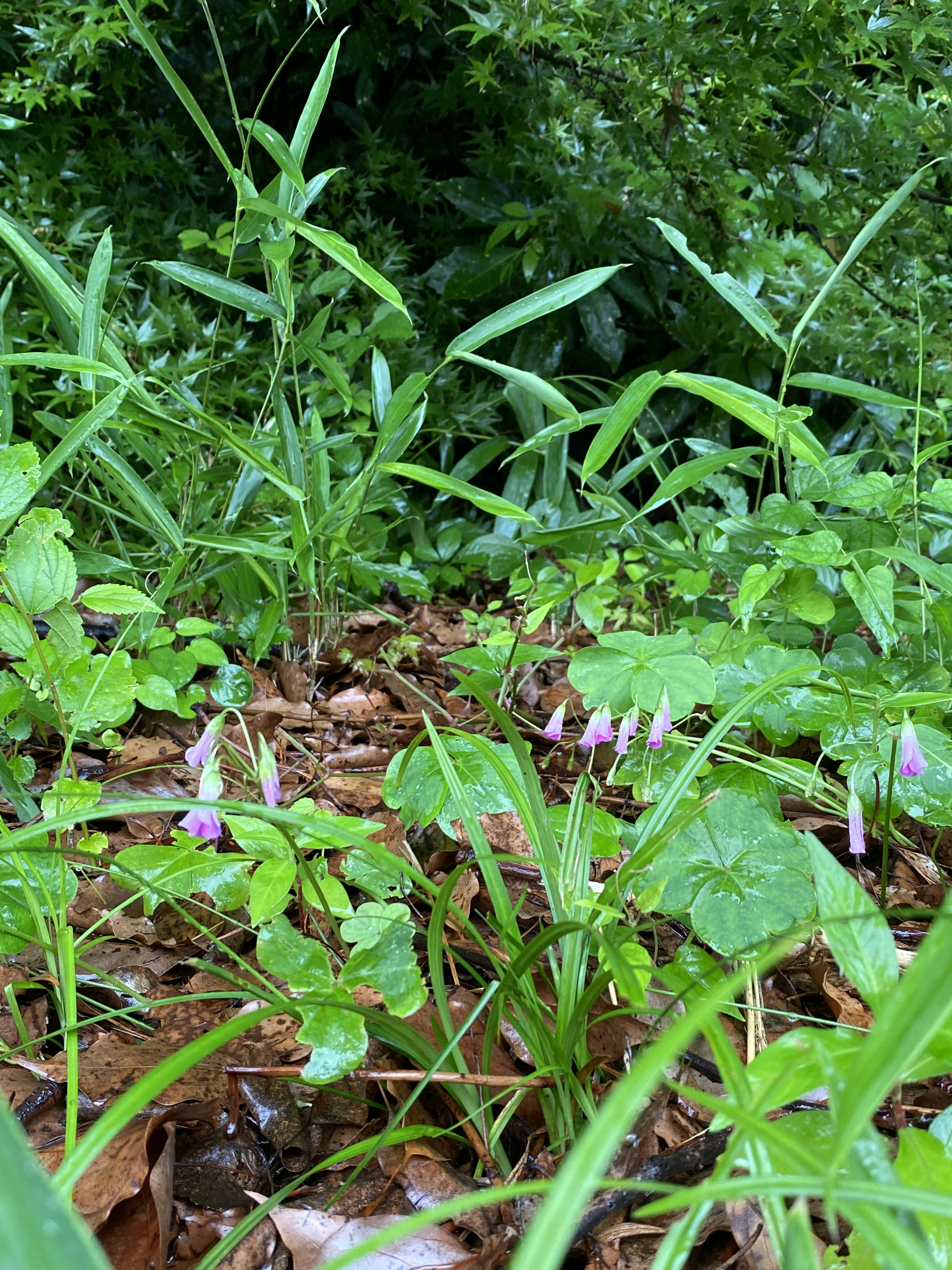 Scène naturelle avec des feuilles vertes et des fleurs violettes