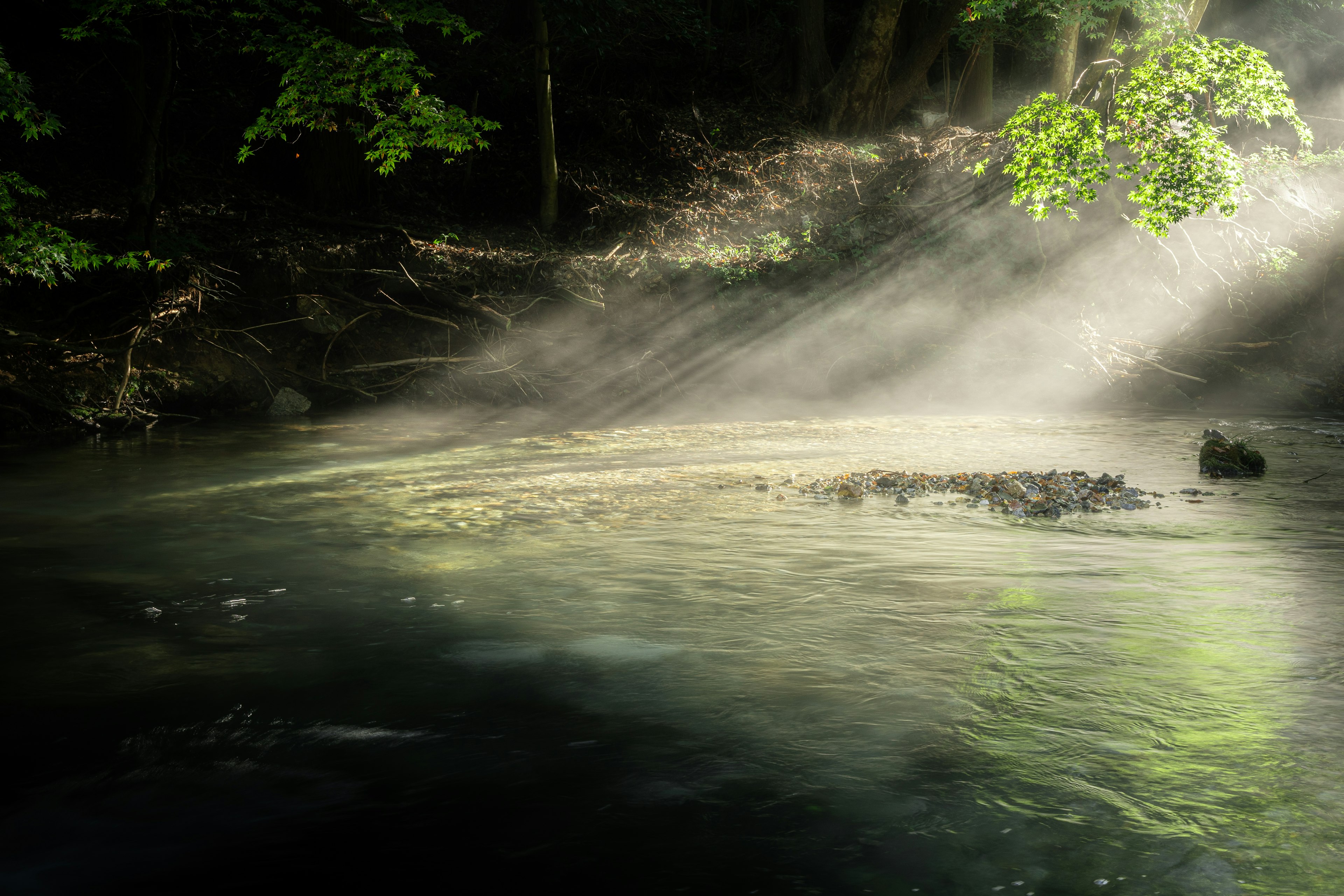 Superficie d'acqua serena illuminata dalla luce del sole in un ruscello lussureggiante