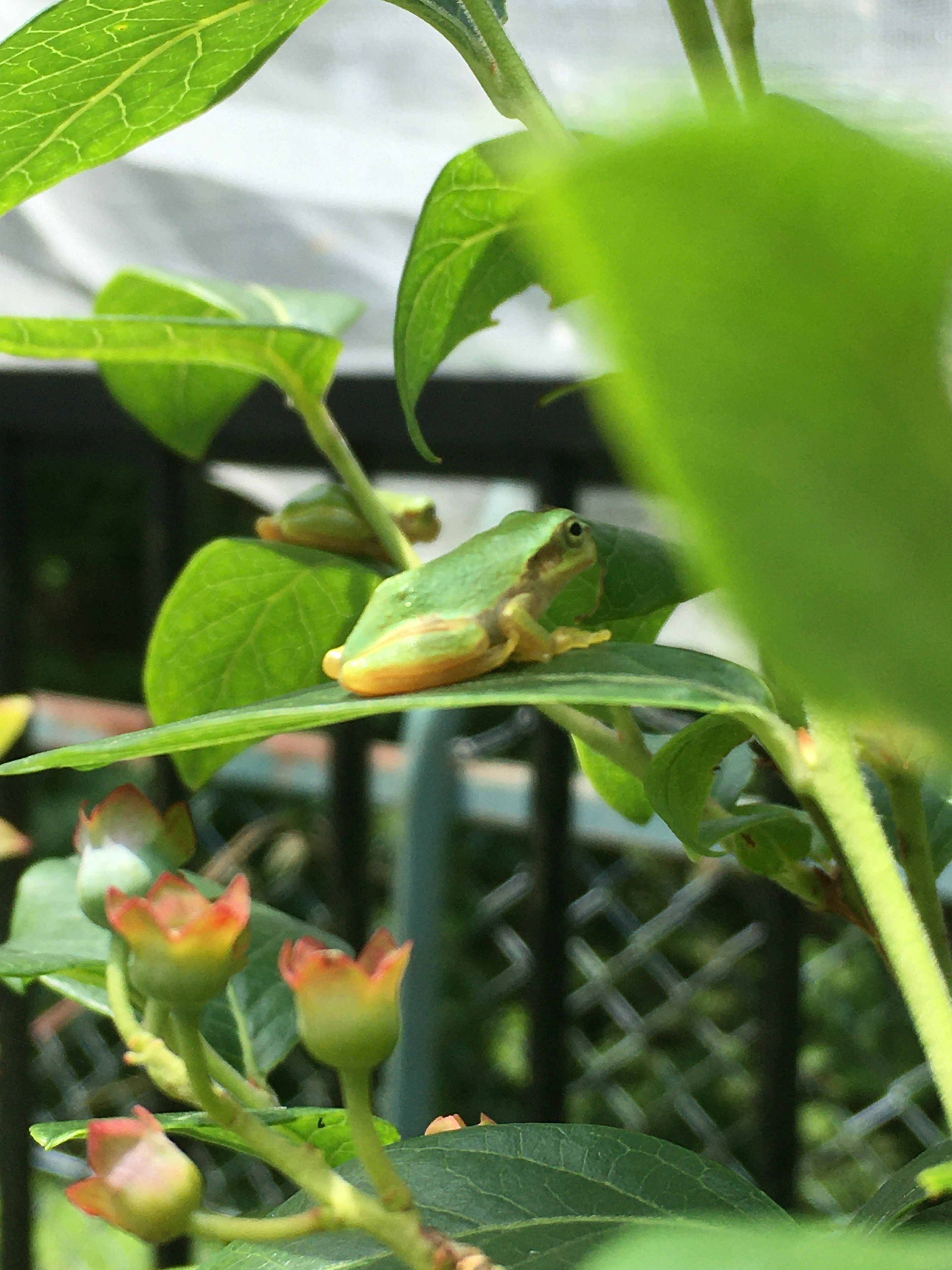 Petite grenouille verte reposant sur une feuille entourée de plantes