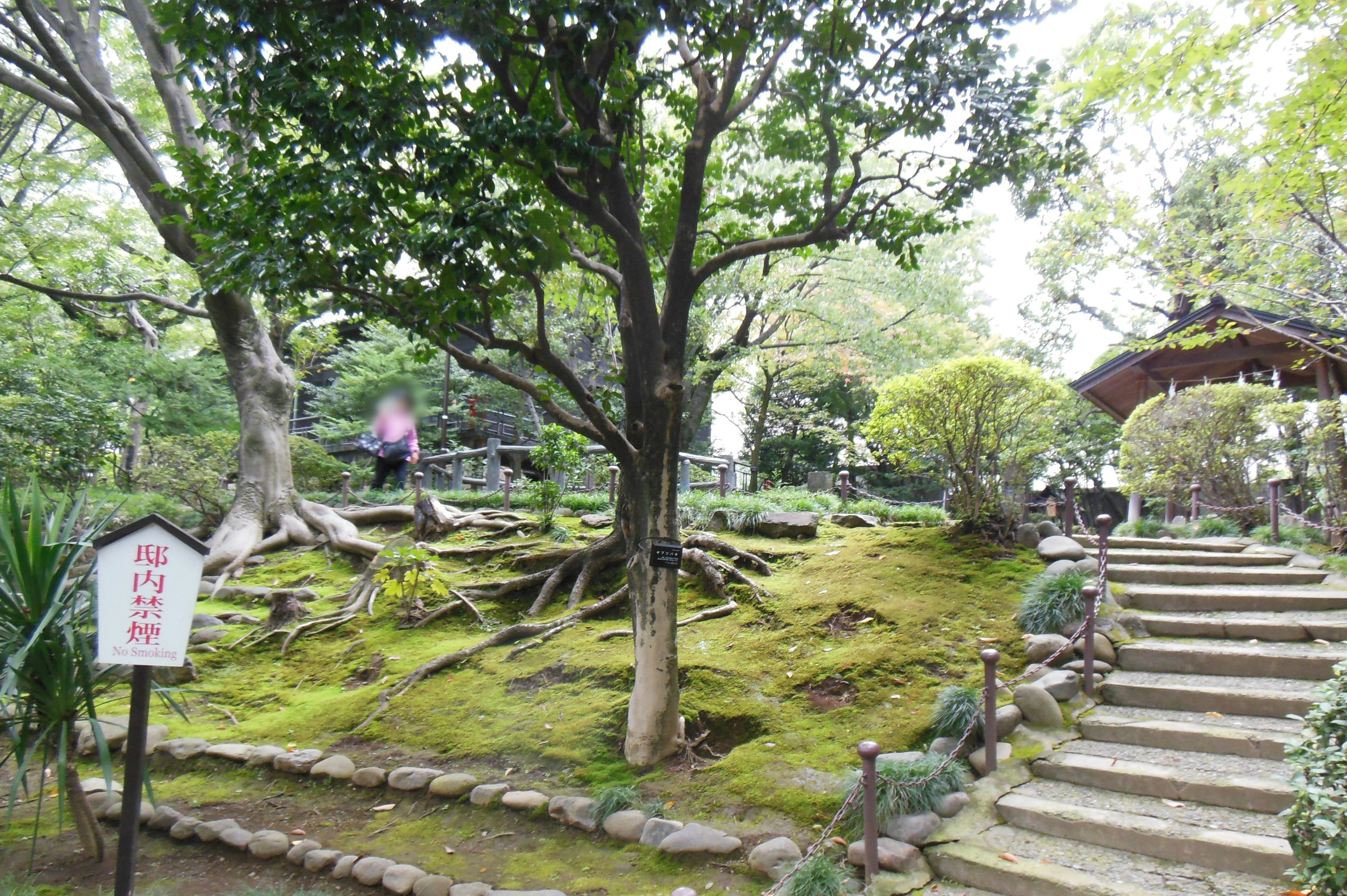 美しい庭園の景色緑豊かな木々と苔のカーペットが特徴