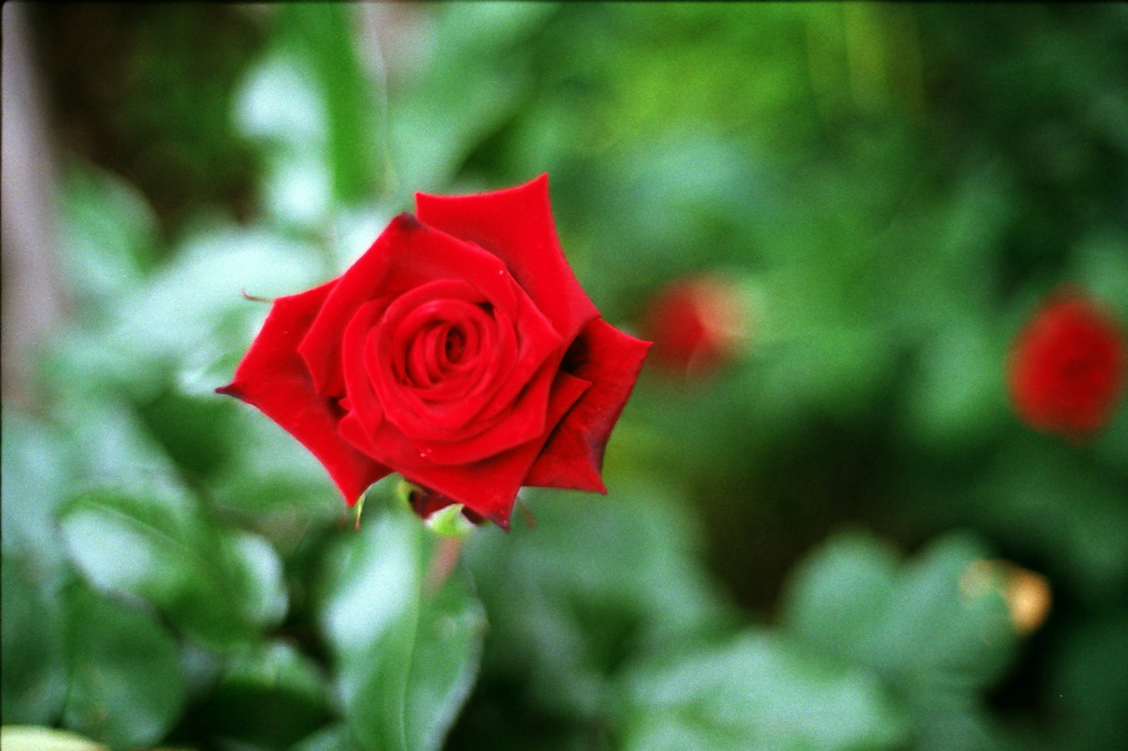 Eine leuchtend rote Rose blüht zwischen grünen Blättern