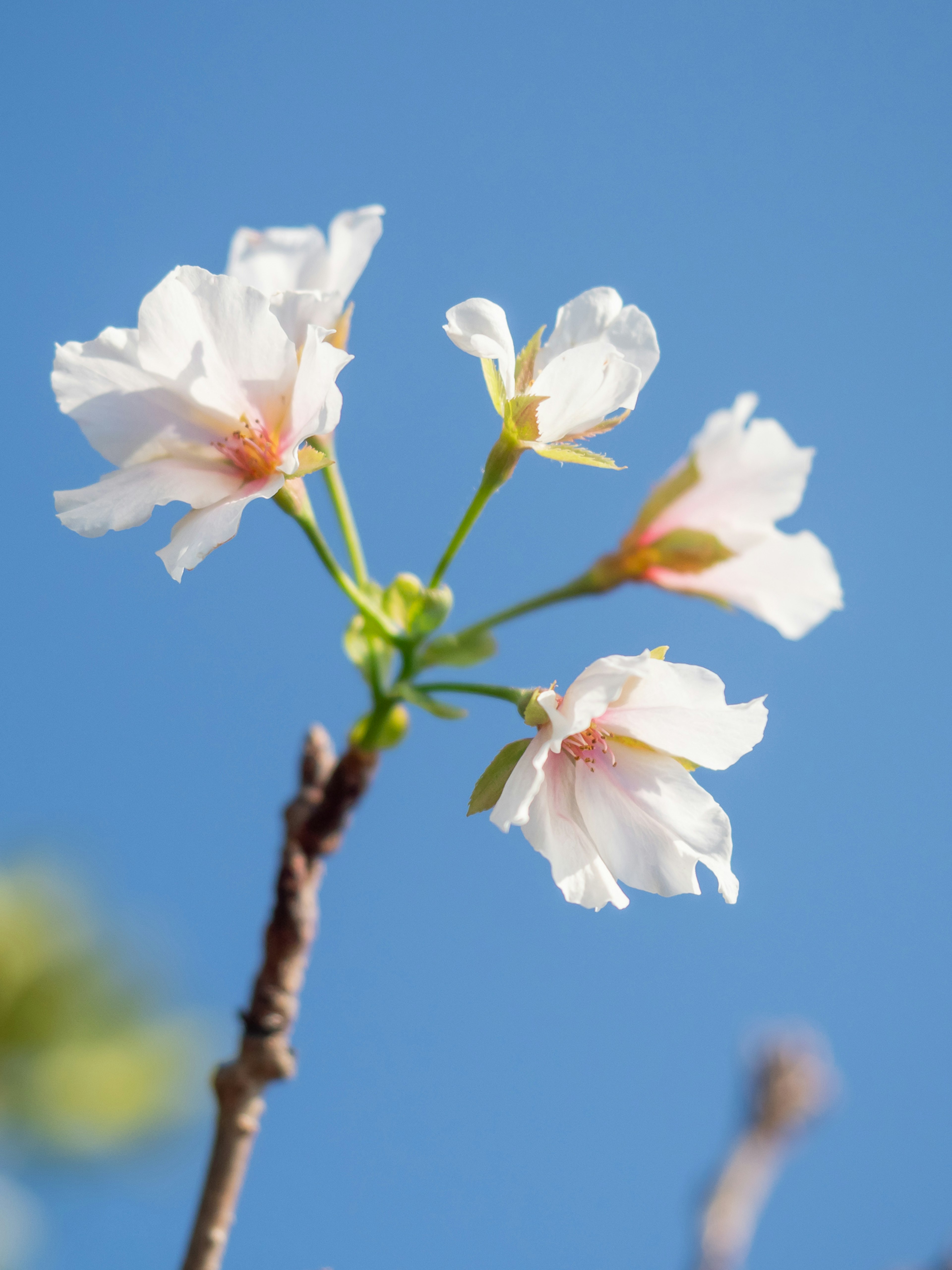 Primo piano di fiori di ciliegio contro un cielo blu