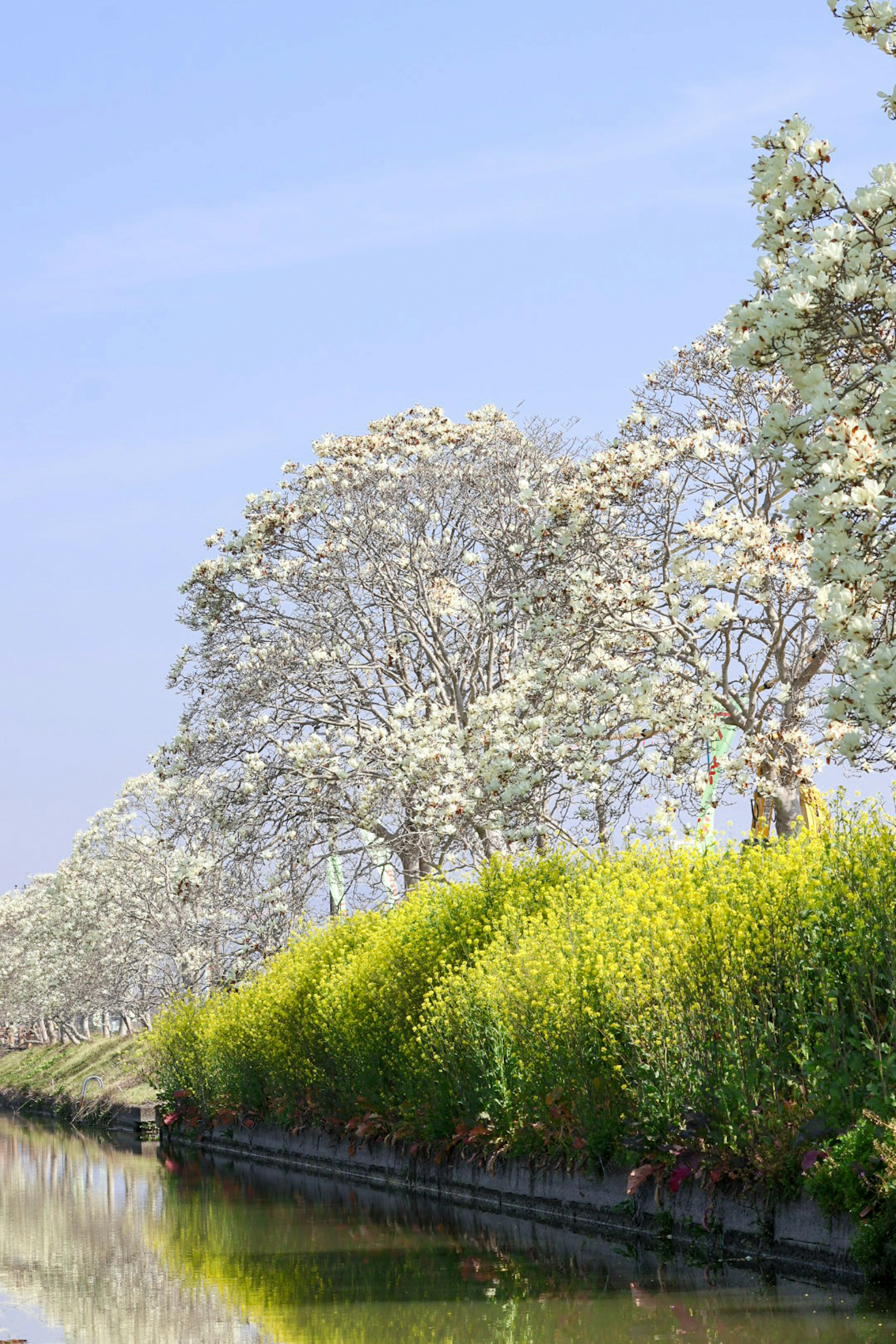 Serene riverside scene with flowering trees and clear blue sky