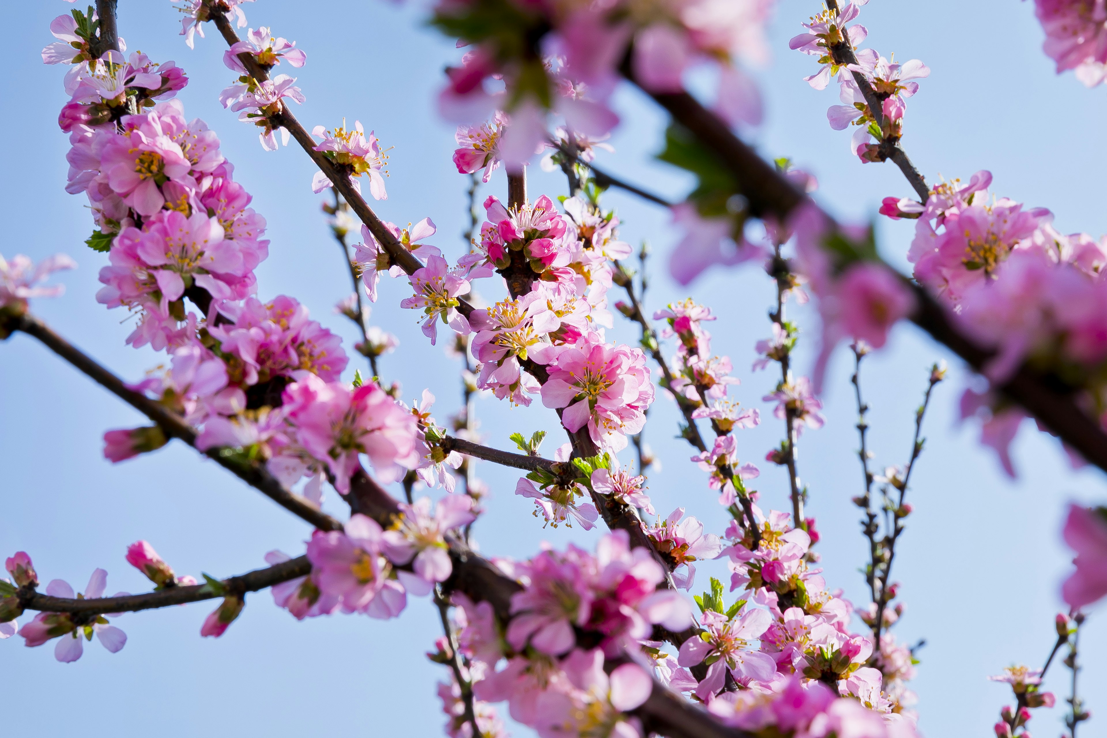 Nahaufnahme von Kirschblüten unter einem blauen Himmel