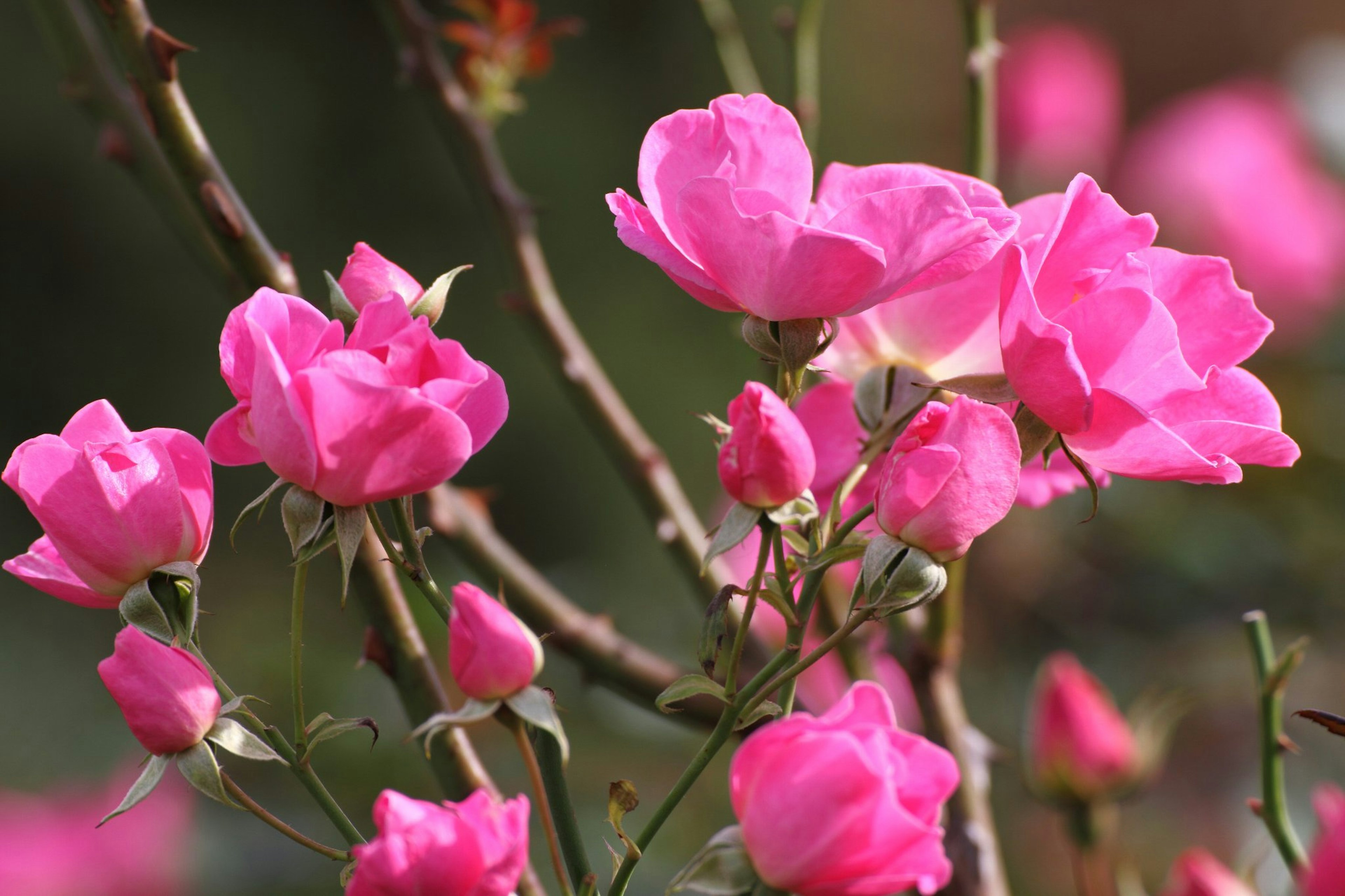 Acercamiento de flores de rosa rosa en flor en ramas