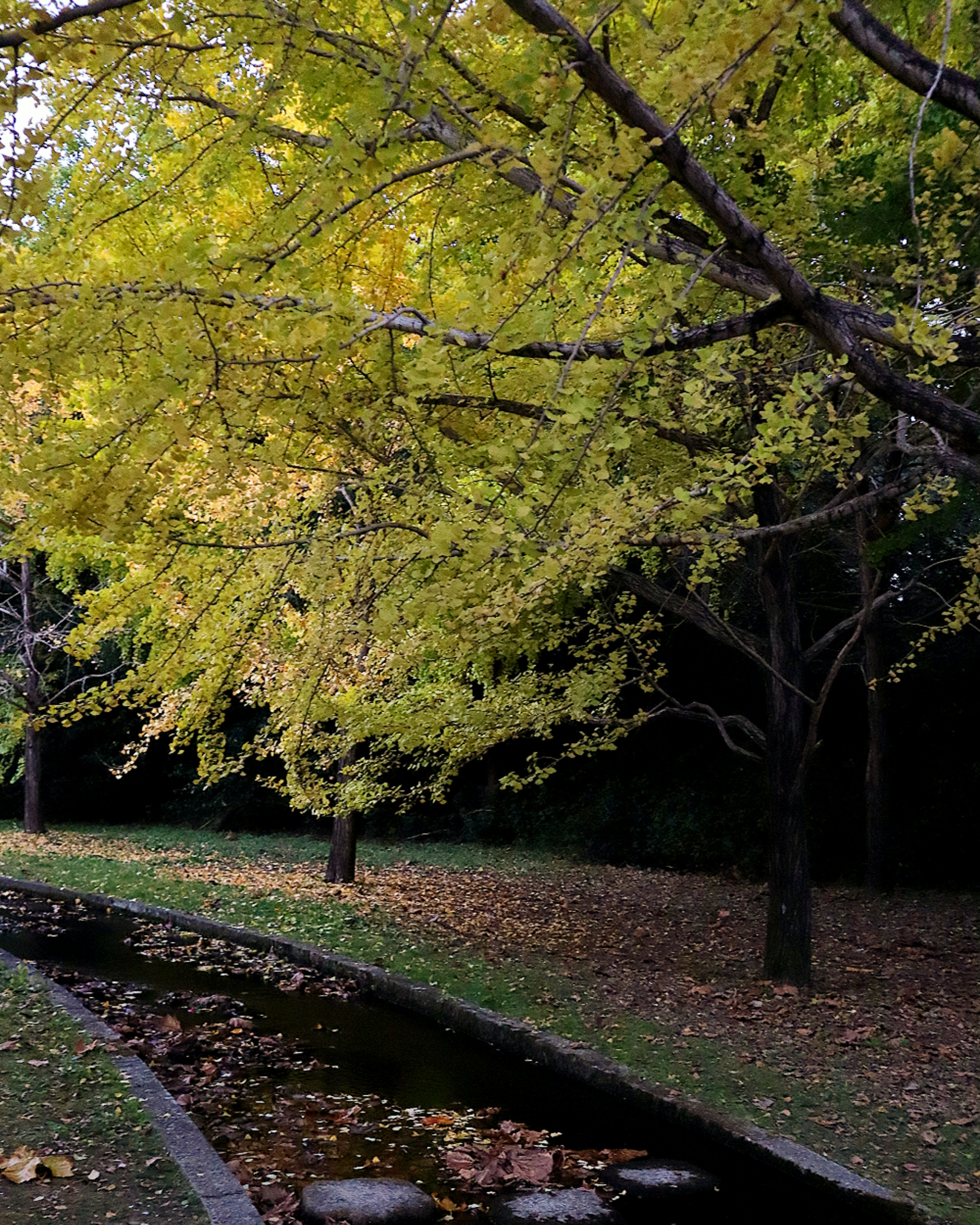 黄葉の木々が並ぶ公園の小川の風景