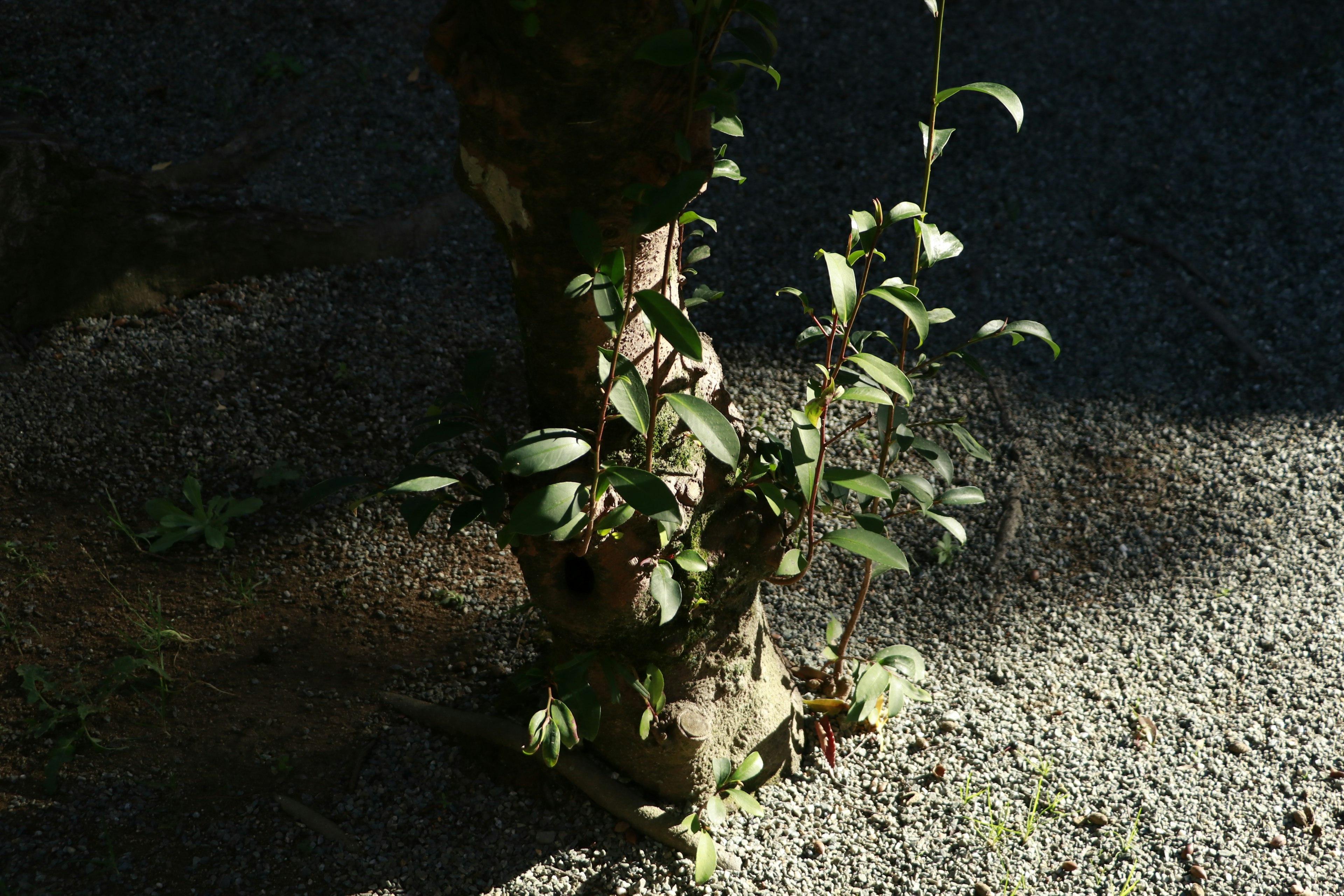 small green plant growing from a tree trunk