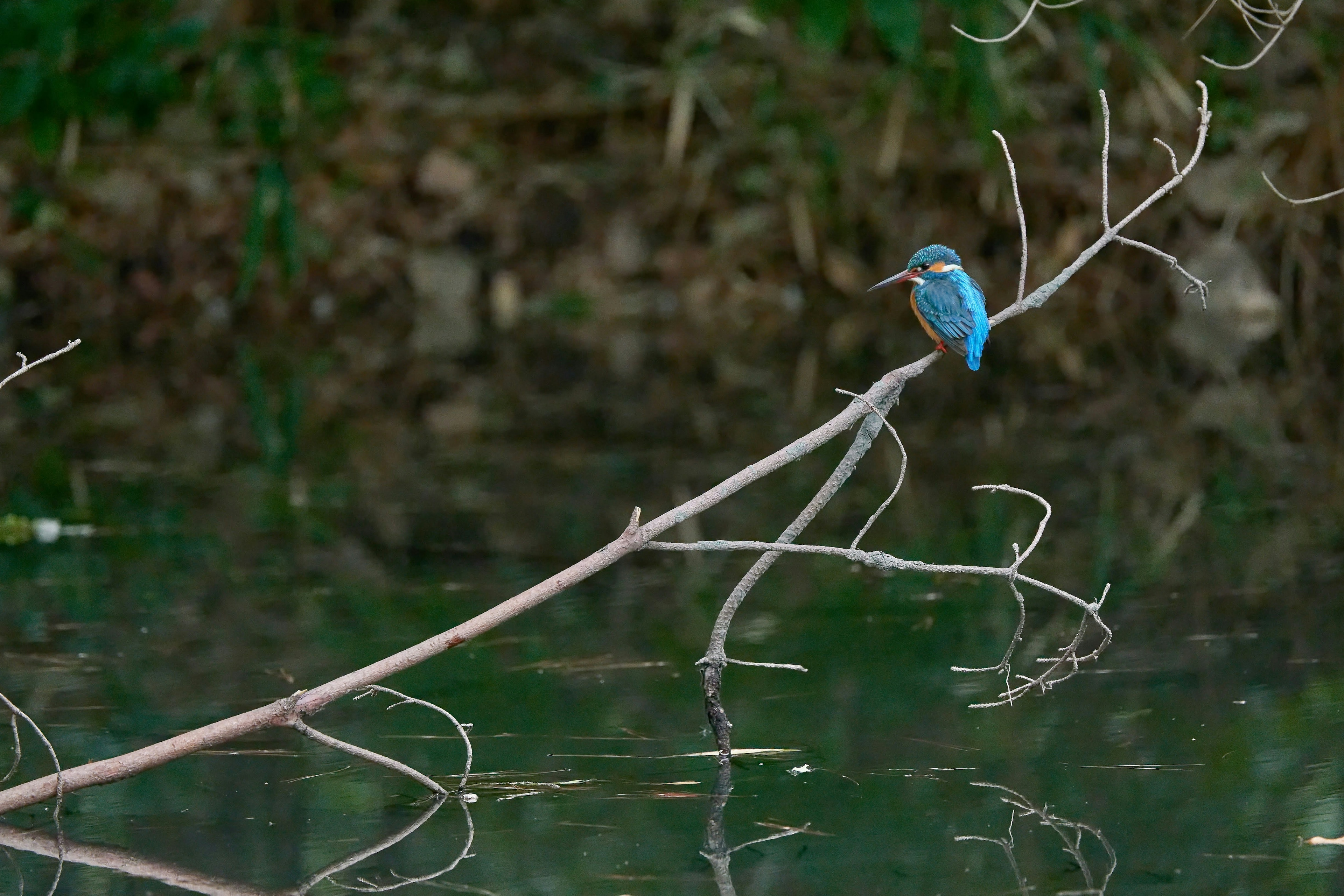 Ein blauer Vogel sitzt auf einem Ast über einem ruhigen Gewässer