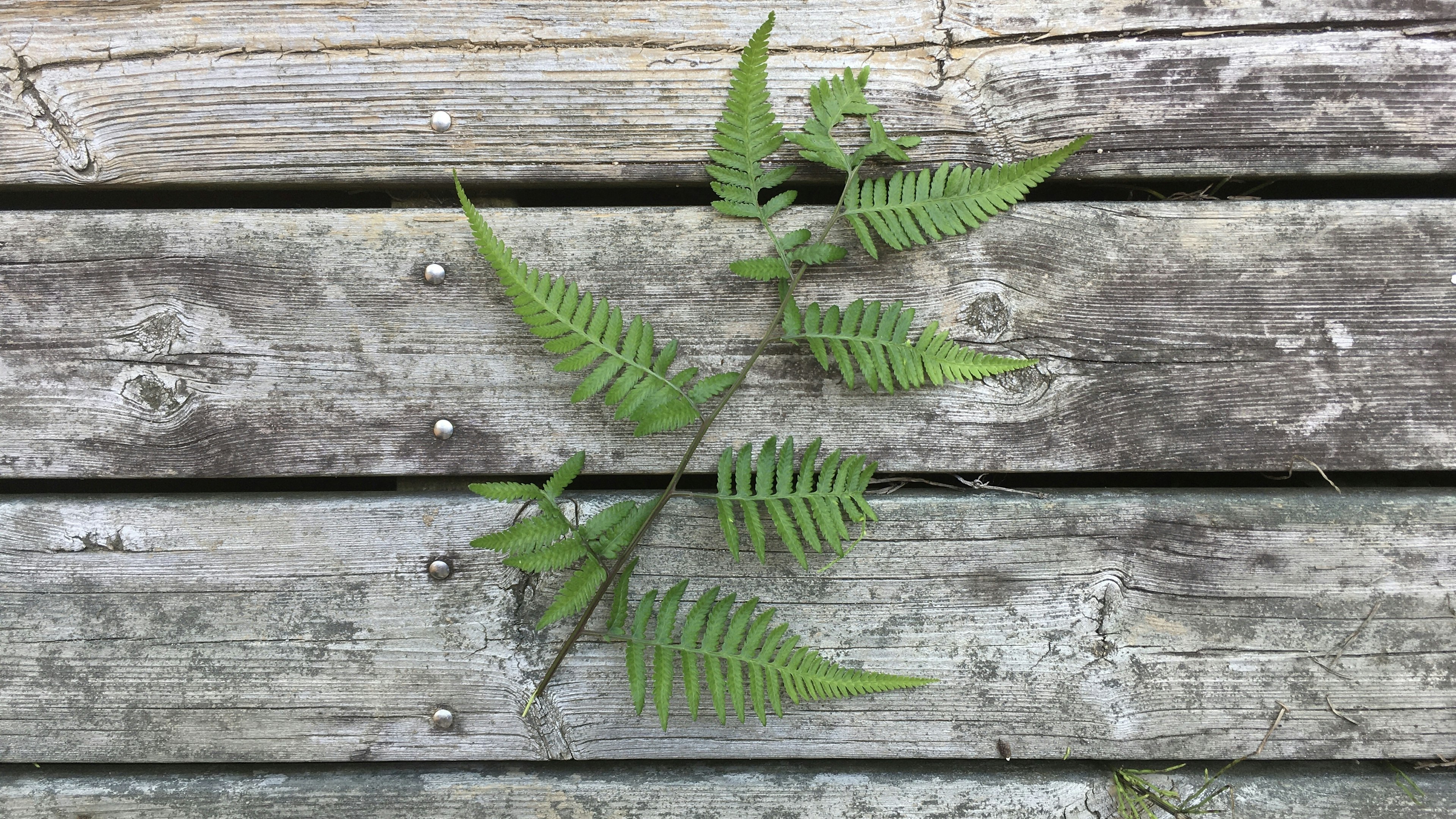 Green fern placed on weathered wooden planks